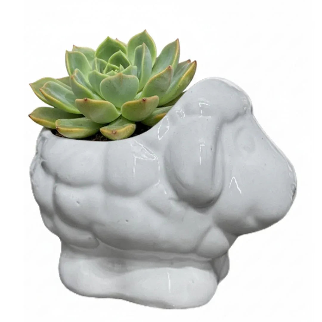 MACETA DE CERAMICA OVIS - Vivero Yañez 