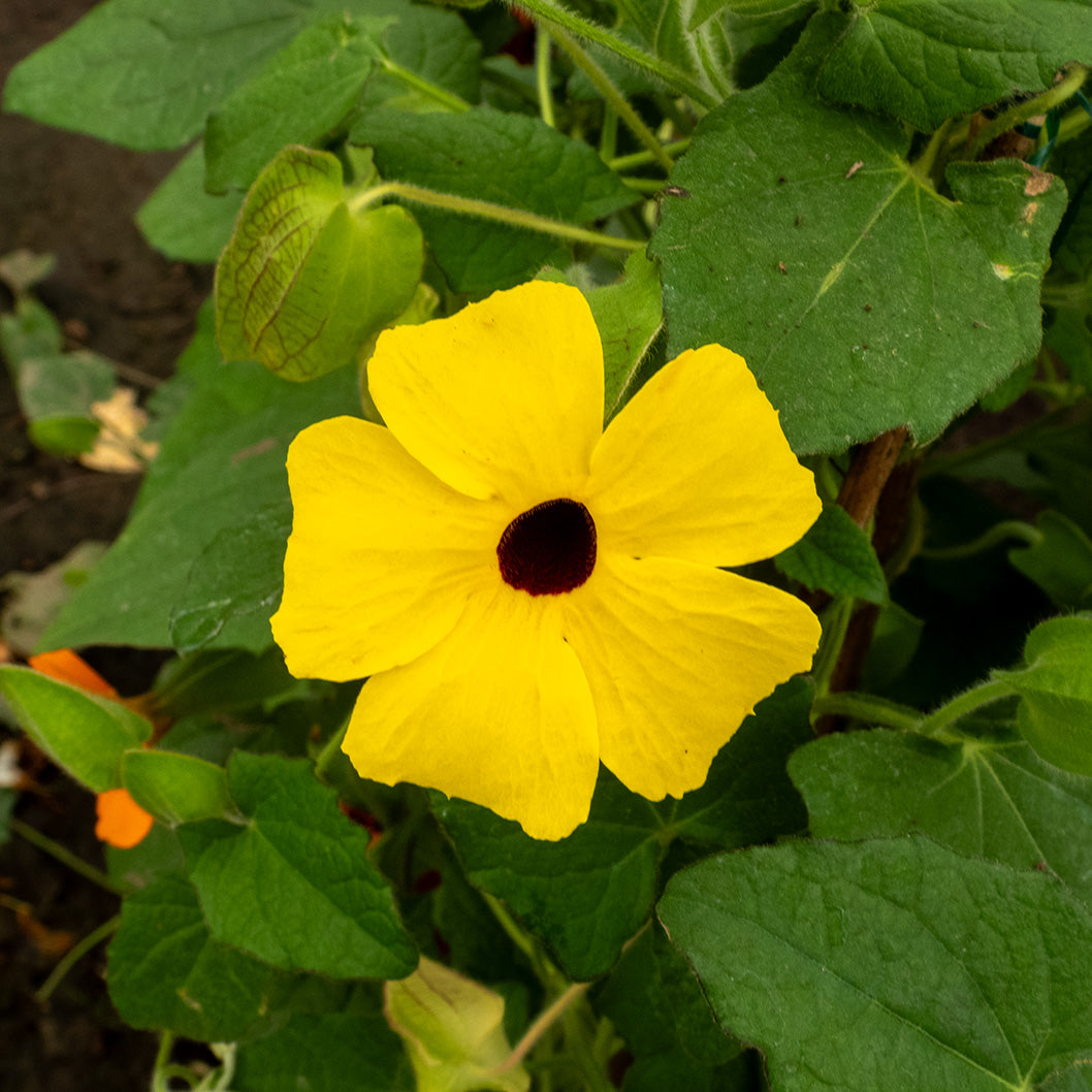 OJO DE CANARIO
