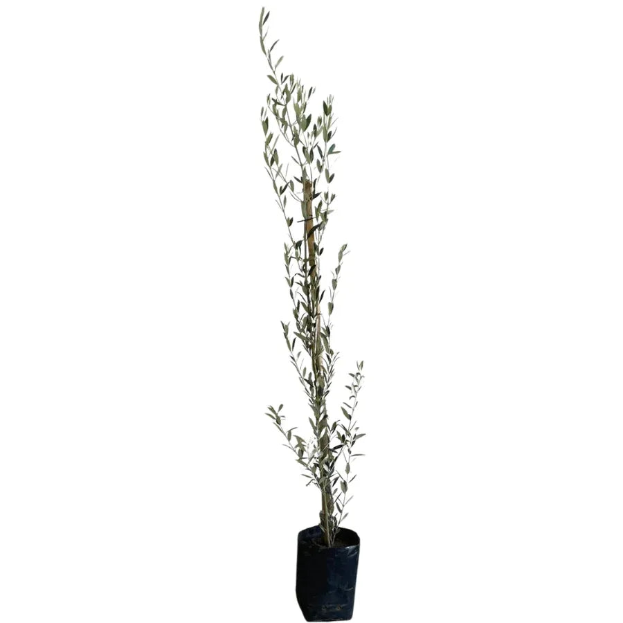 ARBOL OLIVO CHICO - Vivero Yañez 