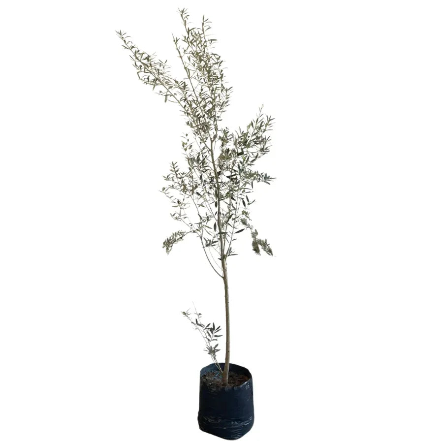 ARBOL OLIVO GRANDE - Vivero Yañez 