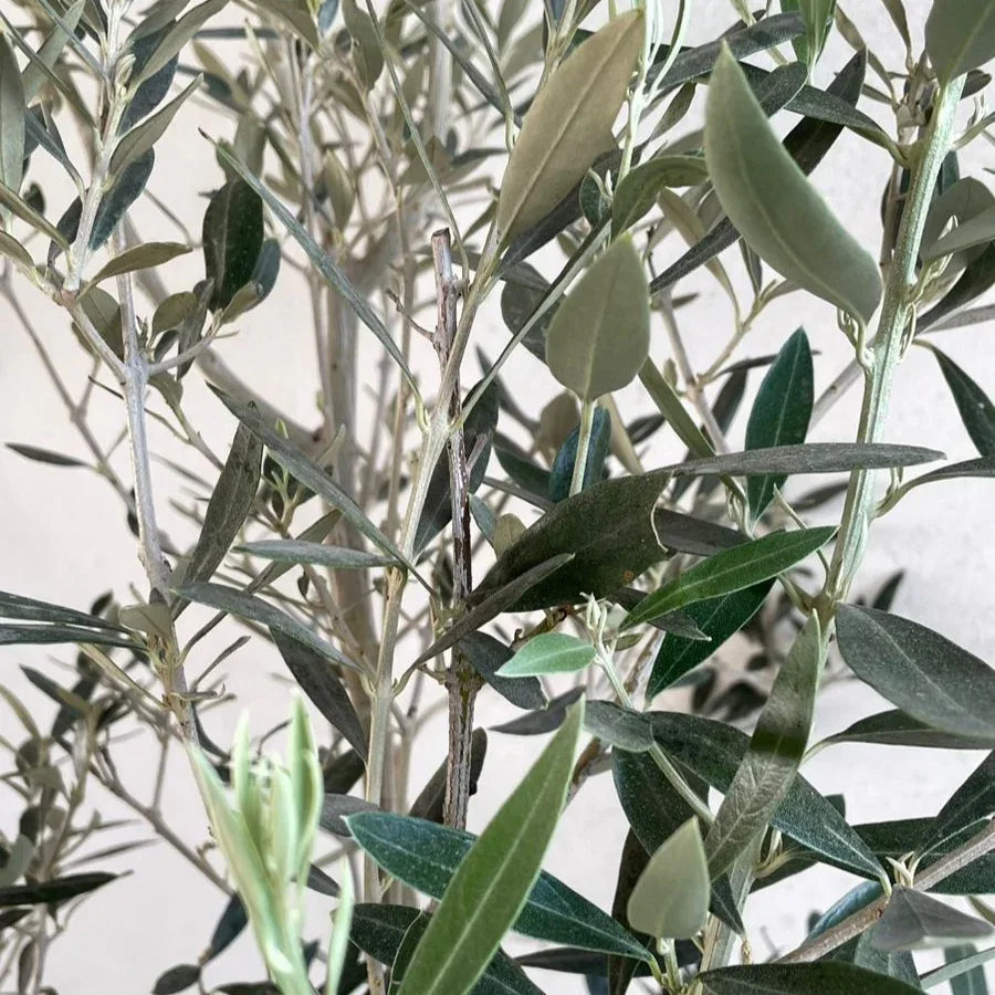 ARBOL OLIVO GRANDE - Vivero Yañez 