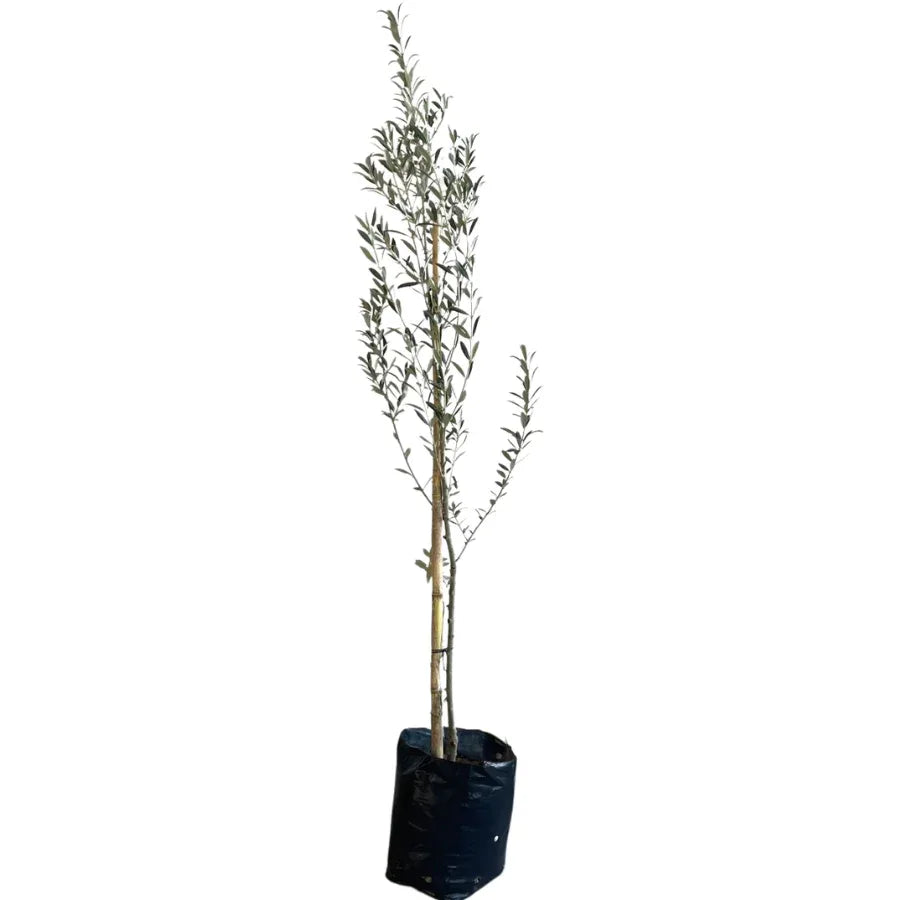 ARBOL OLIVO MEDIANO - Vivero Yañez 