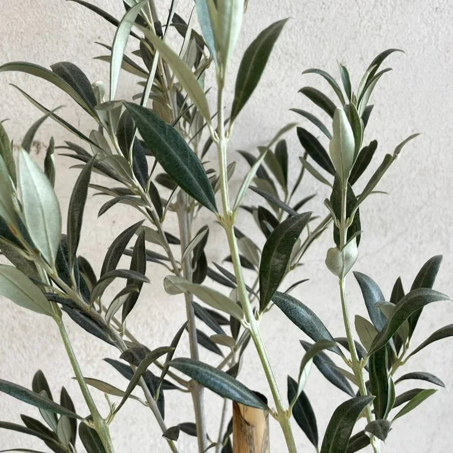ARBOL OLIVO MEDIANO - Vivero Yañez 
