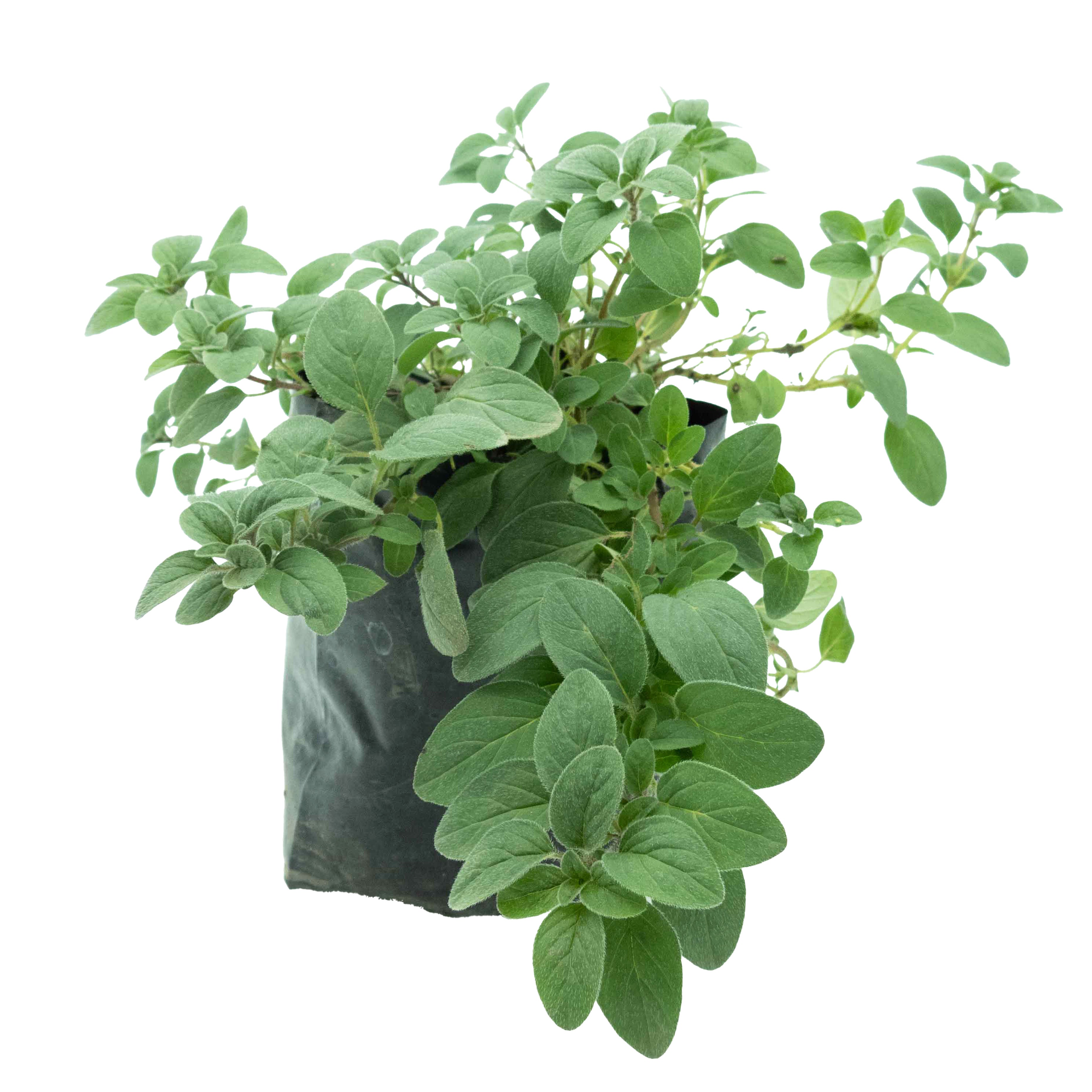 OREGANO