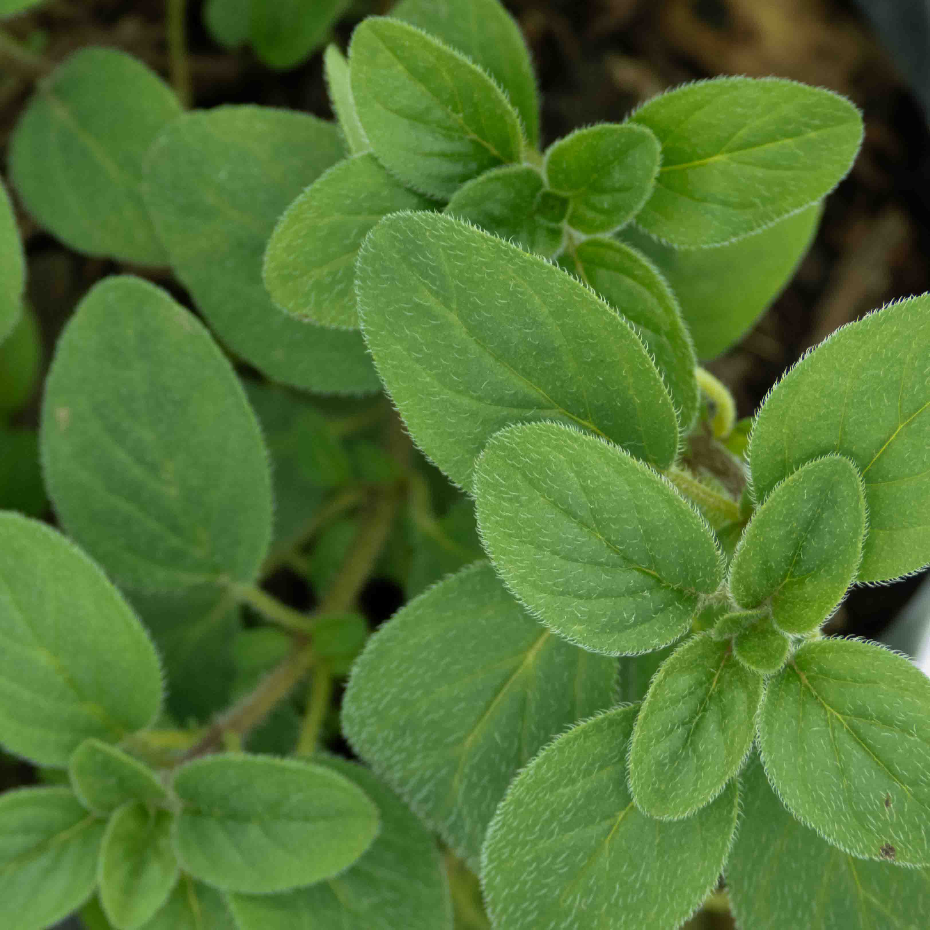 OREGANO