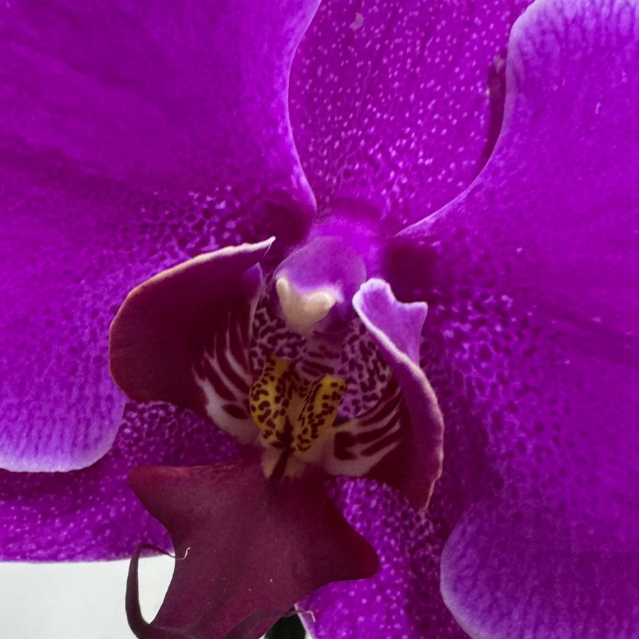 ORQUIDEA (PHALAENOPSIS)
