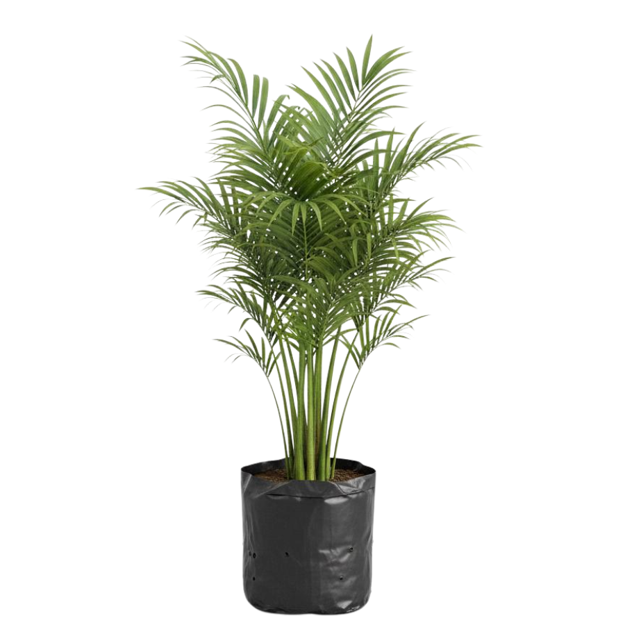 PALMA ARECA 90 CM. APROX.