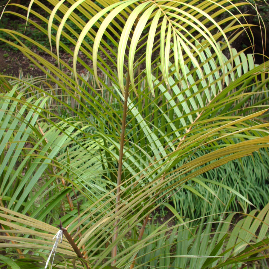 PALMA ARECA 90 CM. APROX.