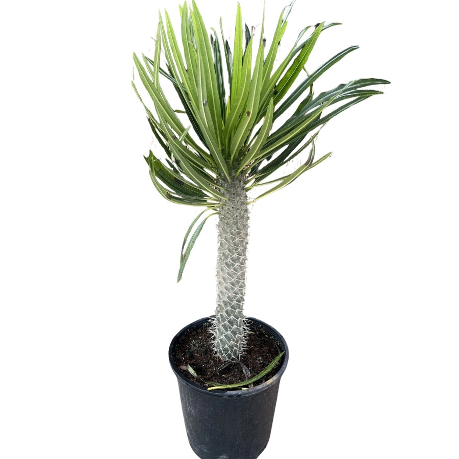 PALMA DE MADAGASCAR (PACHYPODIUM LAMEREI) GRANDE