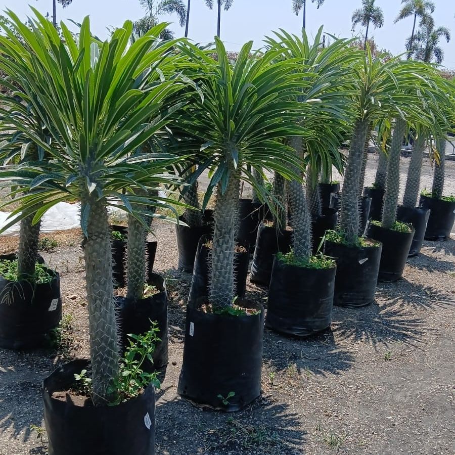 PALMA DE MADAGASCAR (PACHYPODIUM LAMEREI) GRANDE