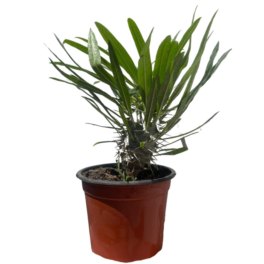 PALMA DE MADAGASCAR (PACHYPODIUM LAMEREI) MINI