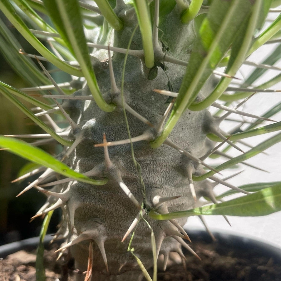 PALMA DE MADAGASCAR (PACHYPODIUM LAMEREI) MINI