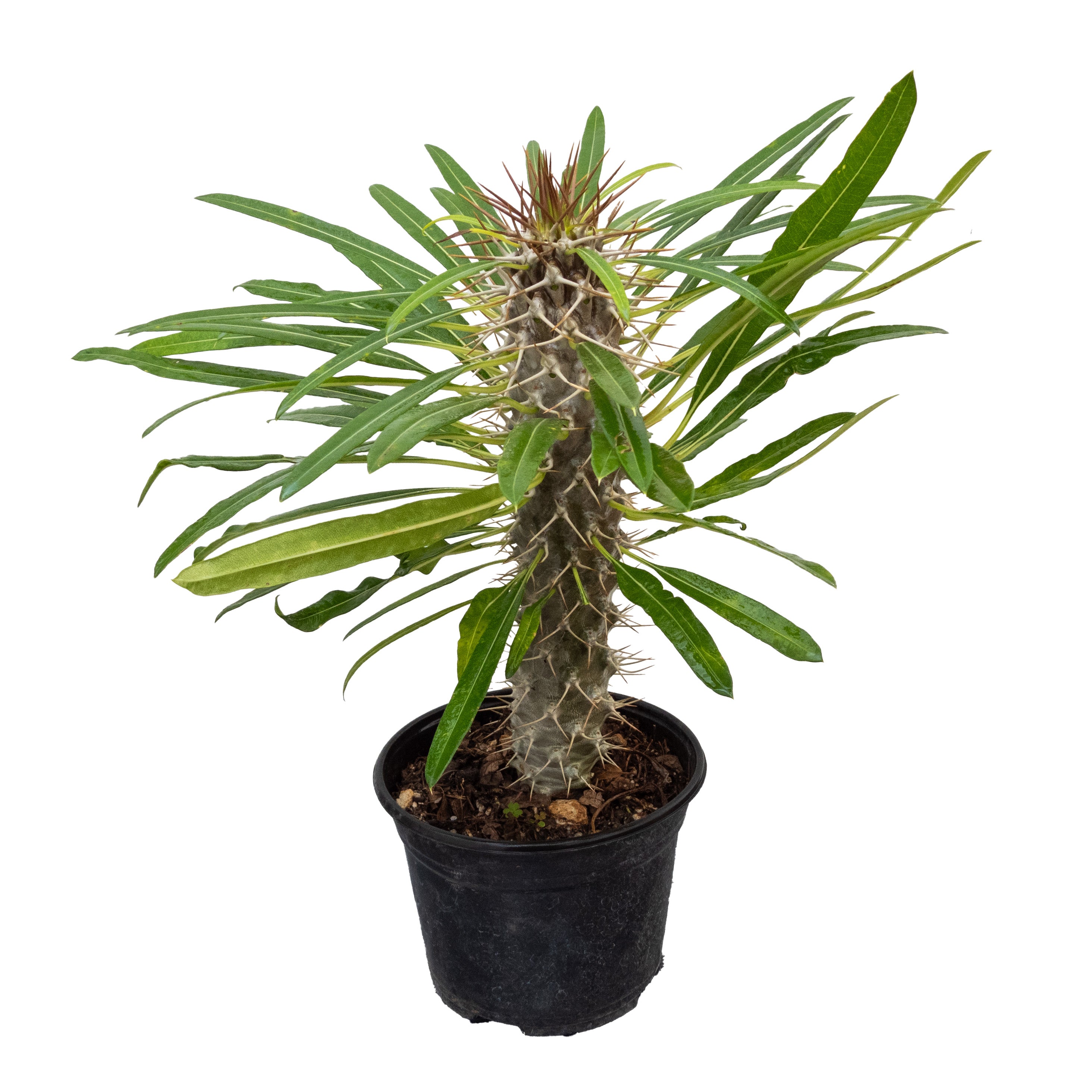 PALMA DE MADAGASCAR (PACHYPODIUM LAMEREI) CHICO