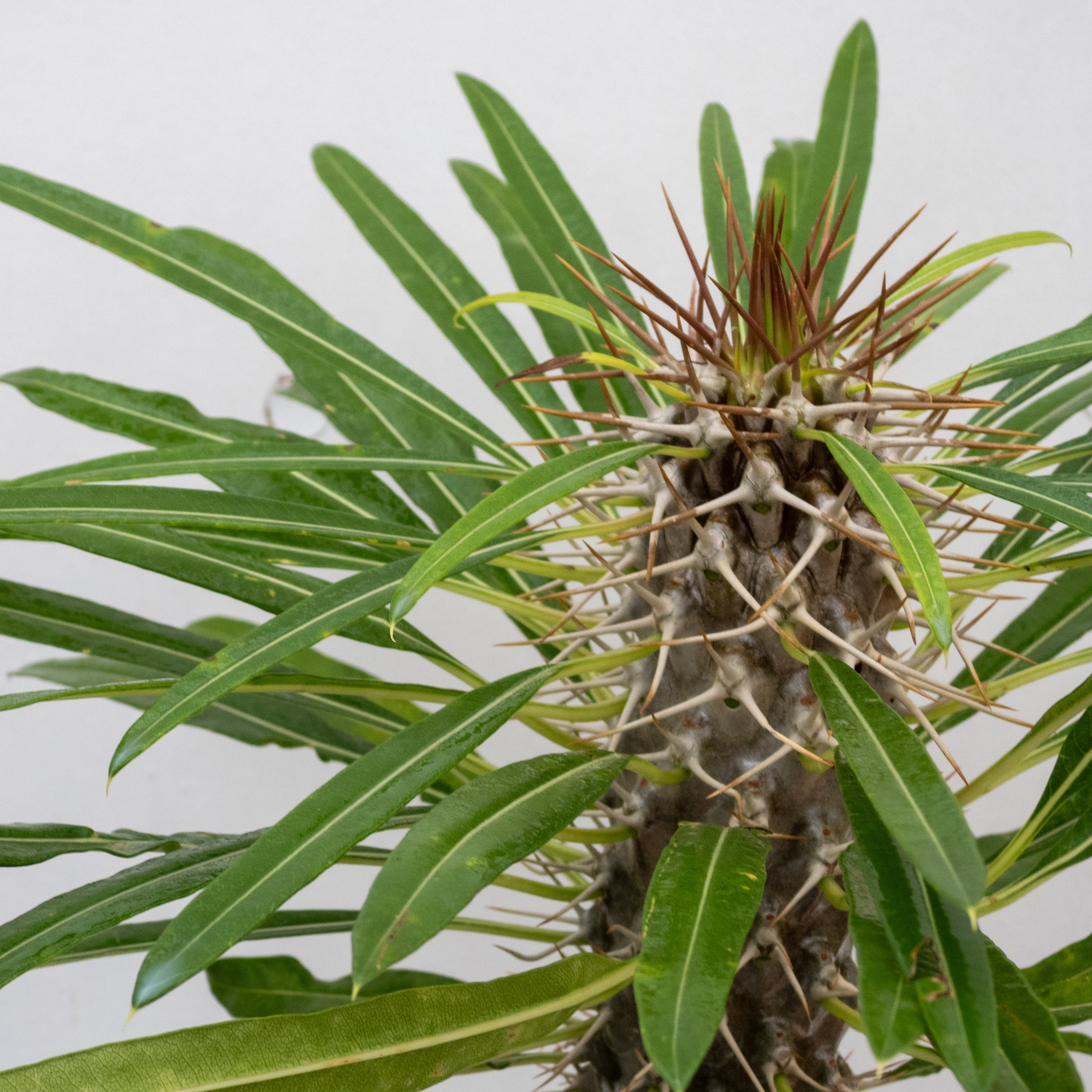 PALMA DE MADAGASCAR (PACHYPODIUM LAMEREI) CHICO