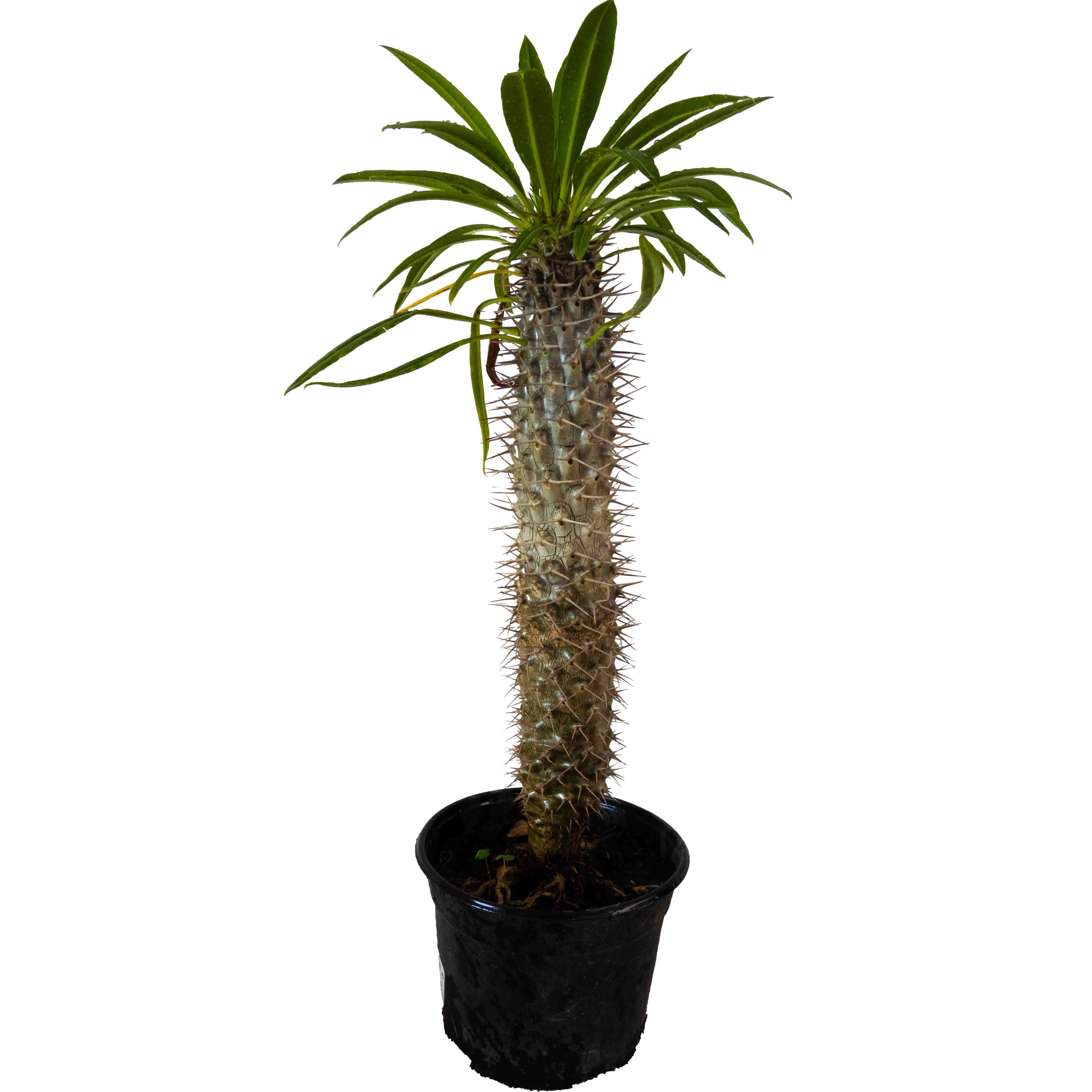 PALMA DE MADAGASCAR (PACHYPODIUM LAMEREI) MEDIANO