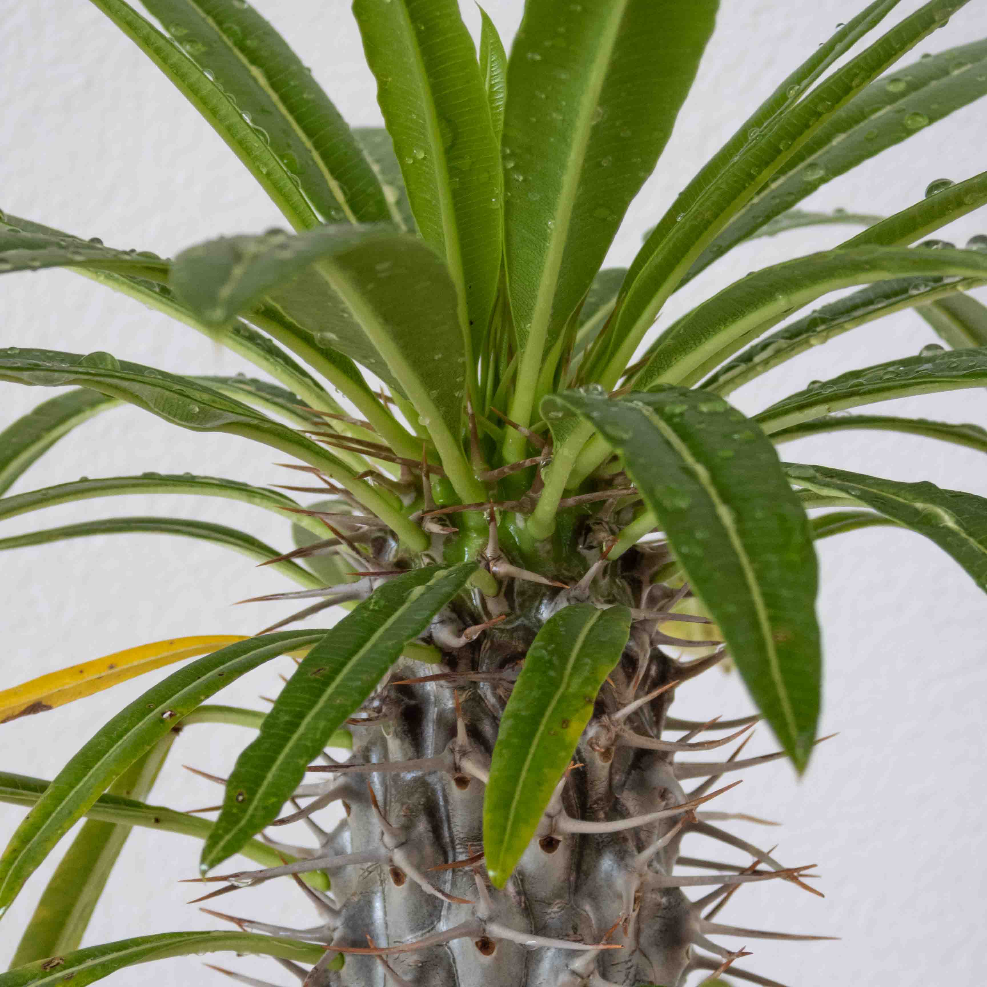 PALMA DE MADAGASCAR (PACHYPODIUM LAMEREI) MEDIANO