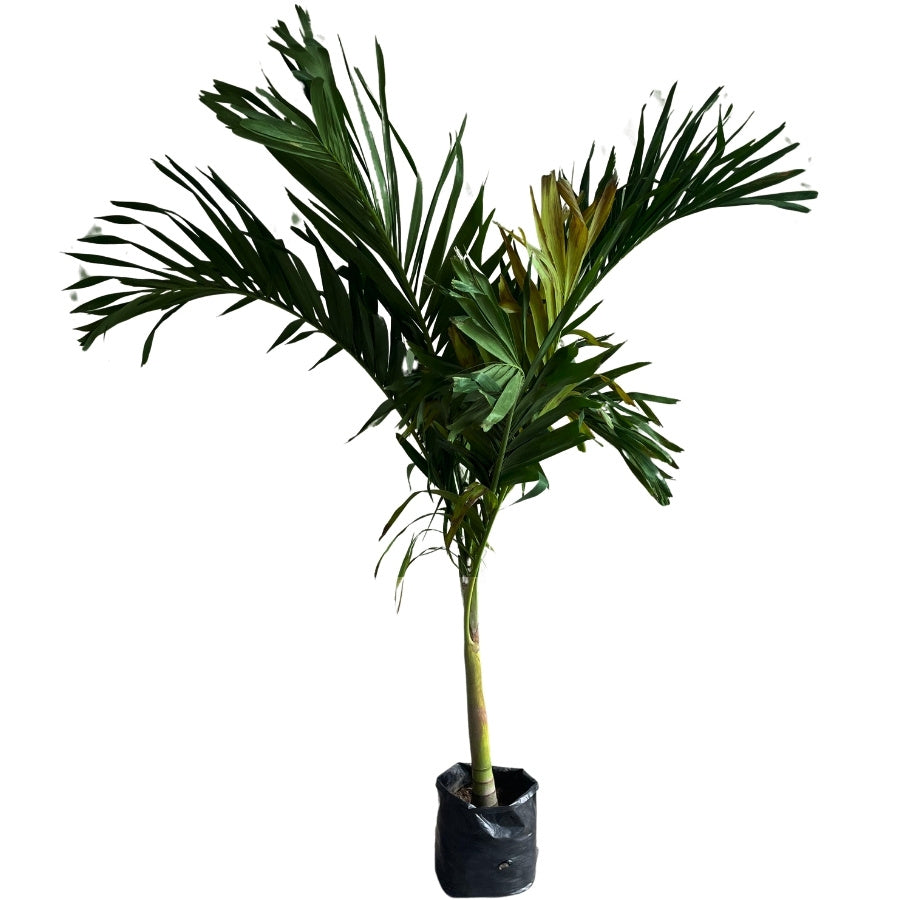 PALMA KERPIS