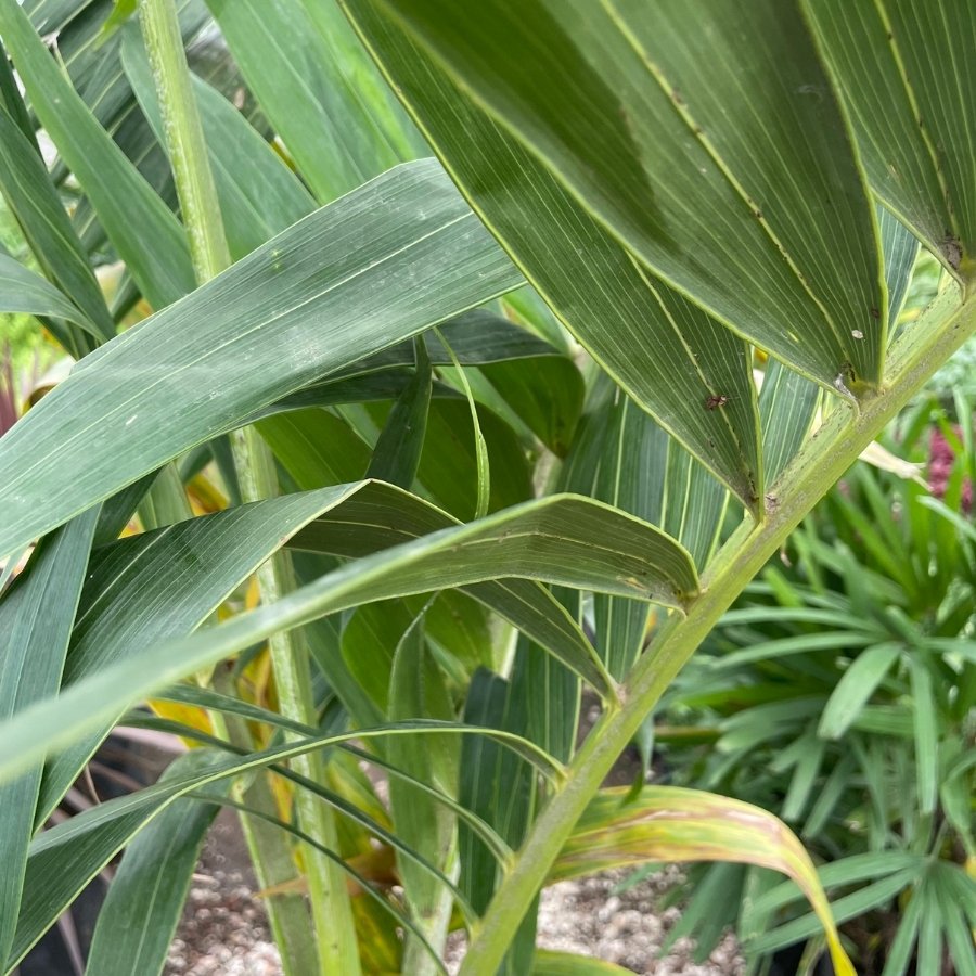 PALMA KERPIS