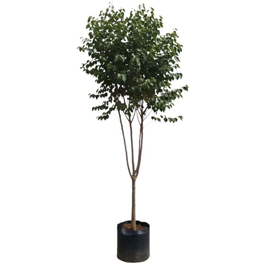 ARBOL PATA DE VACA JUMBO - Vivero Yañez 