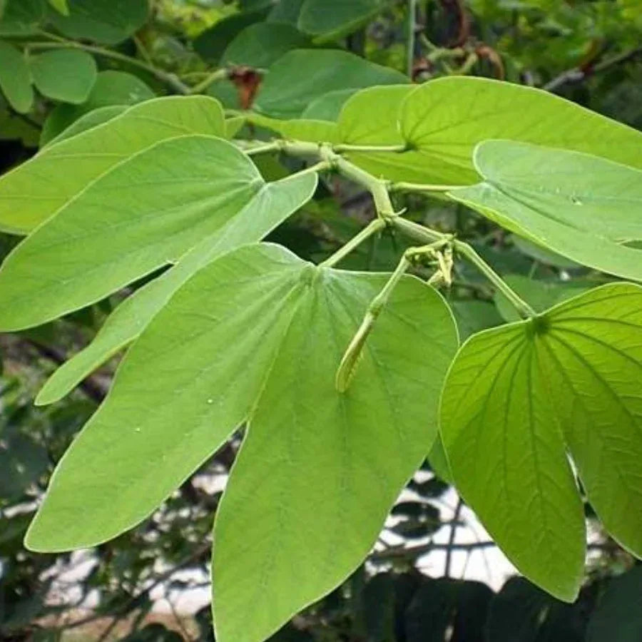 ARBOL PATA DE VACA JUMBO - Vivero Yañez 