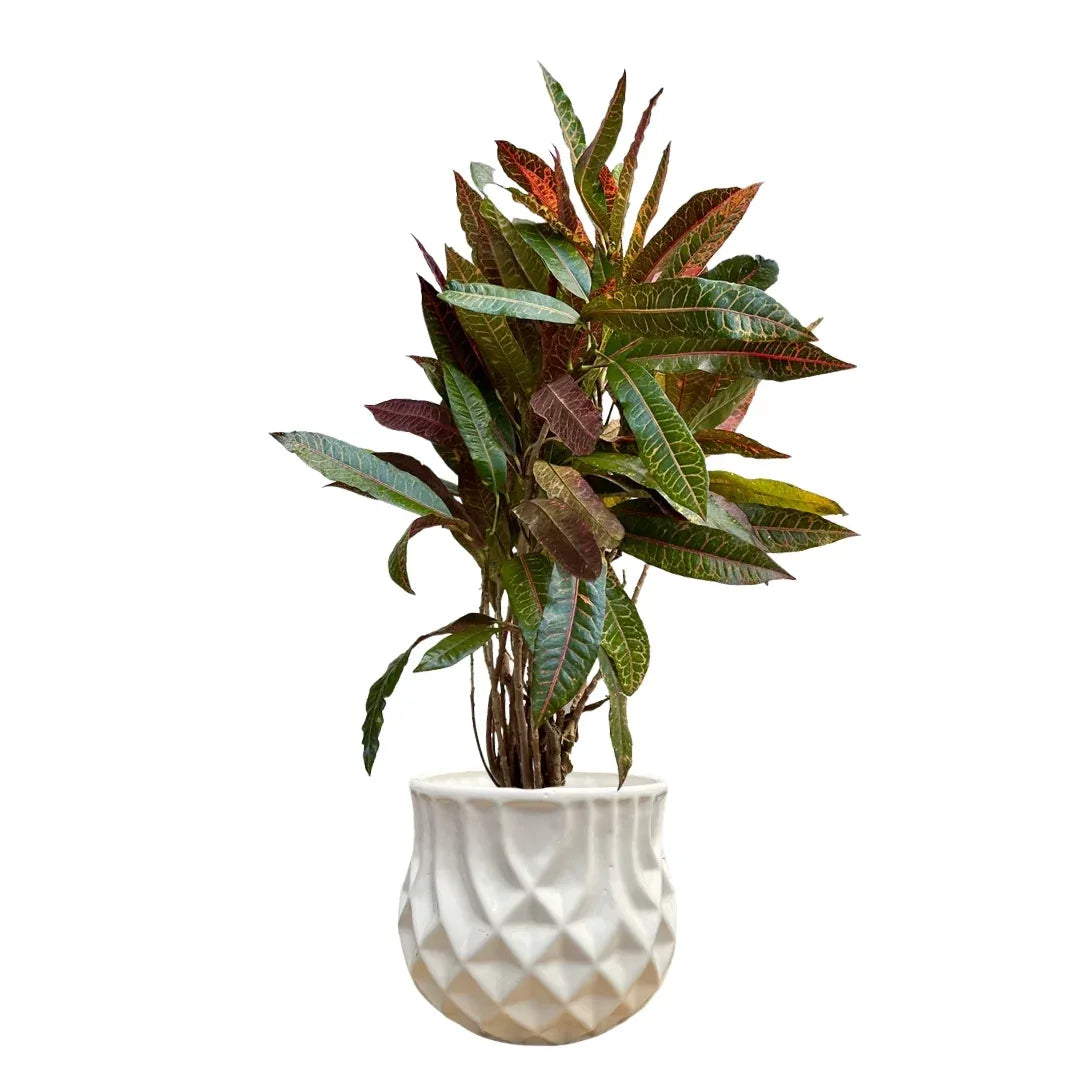 MACETA DE CERAMICA PENDULO - Vivero Yañez 
