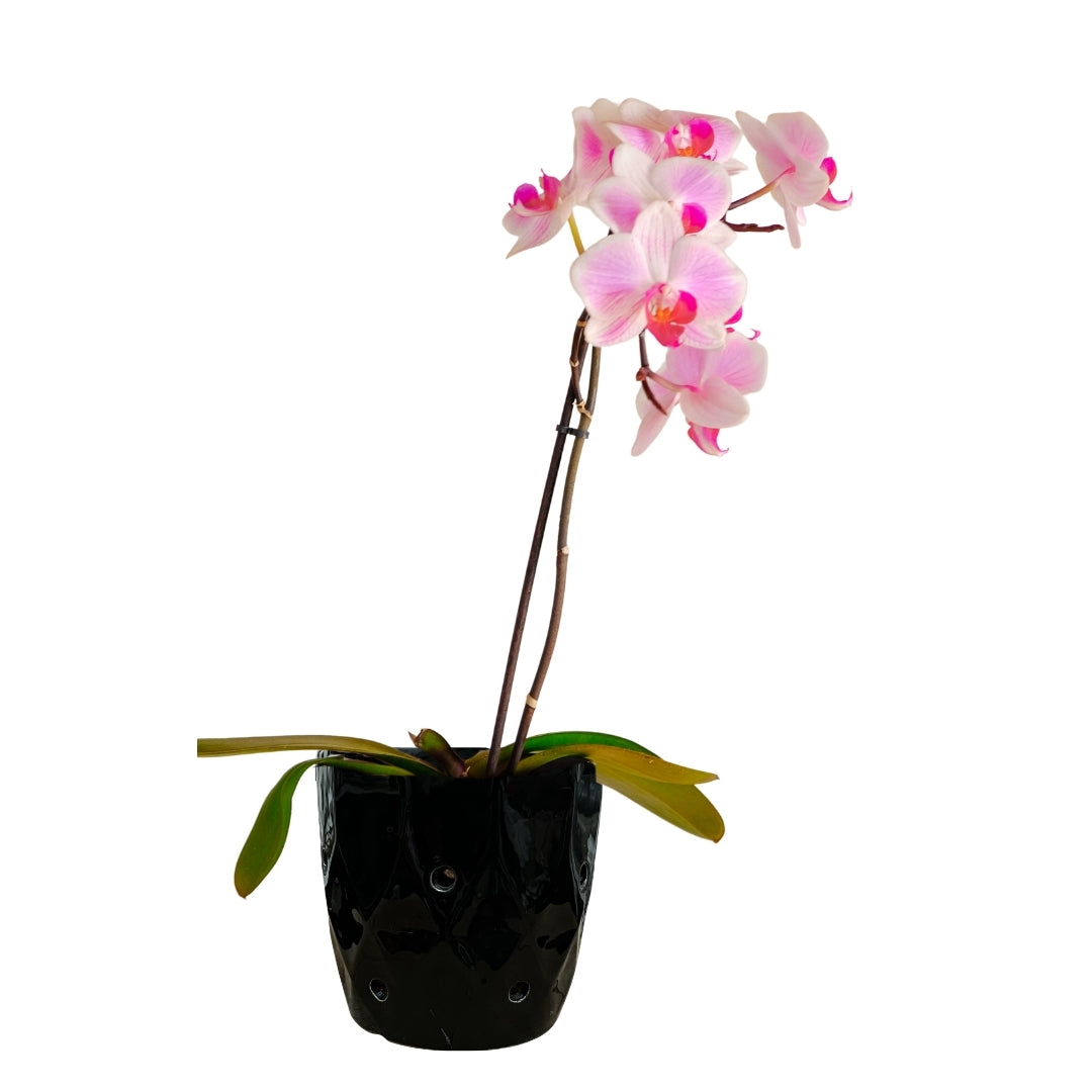 MACETA DE CERAMICA PETREO ORQUIDEA