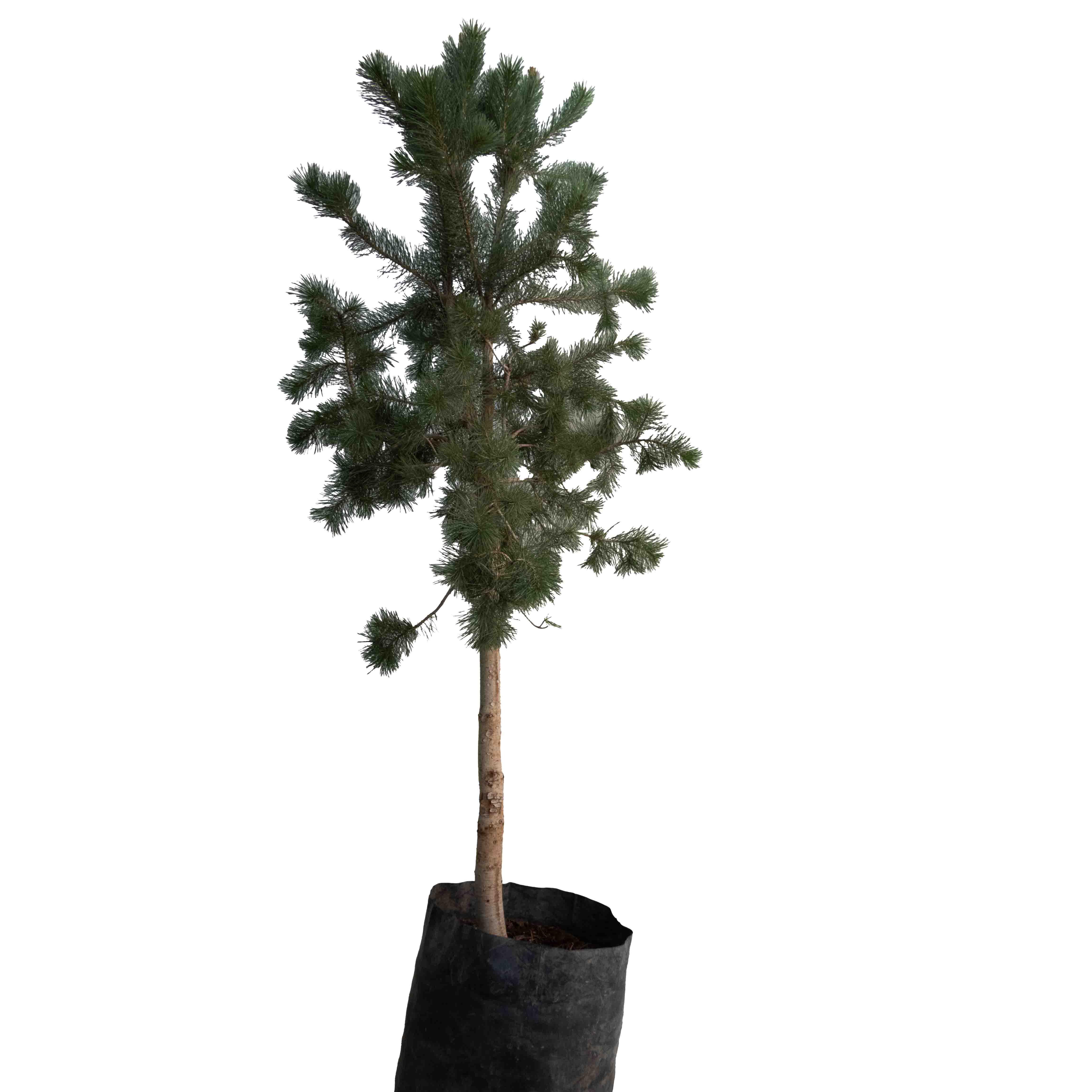 PINO GREGGII (PINO PRIETO)