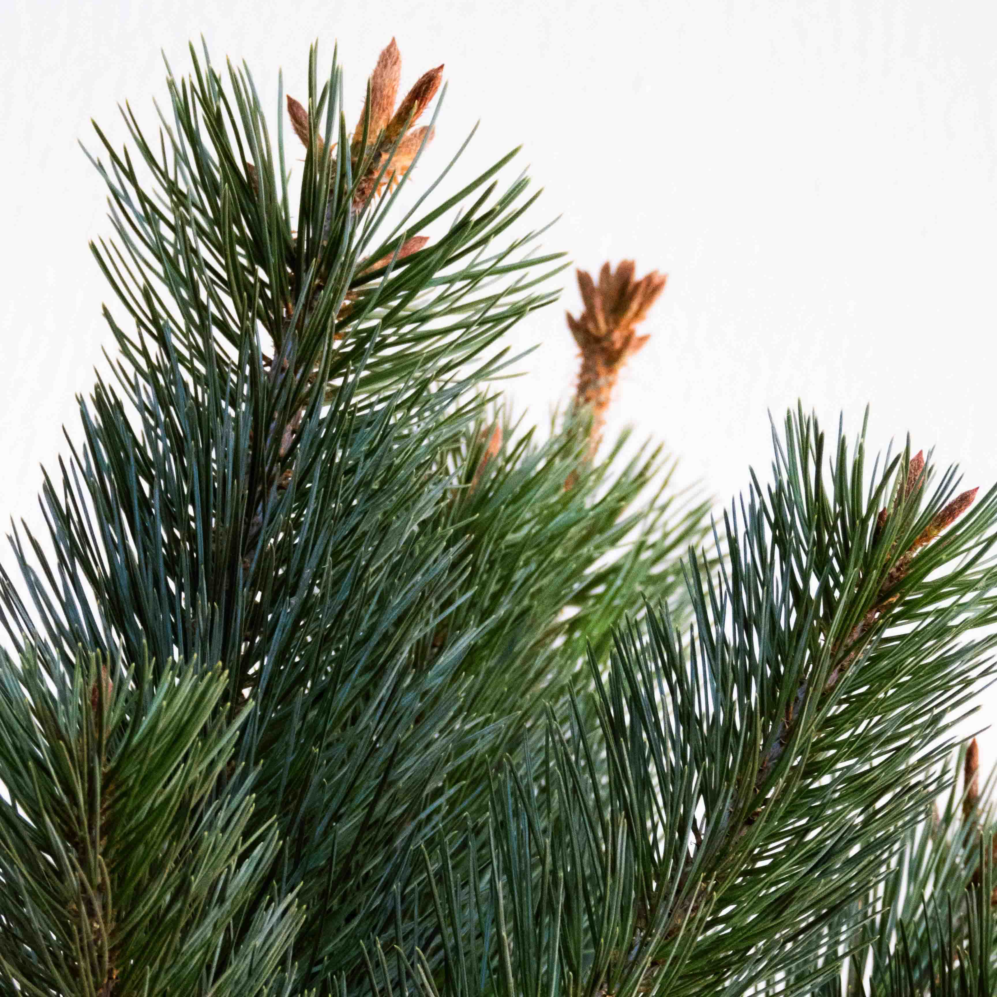 PINO GREGGII (PINO PRIETO)