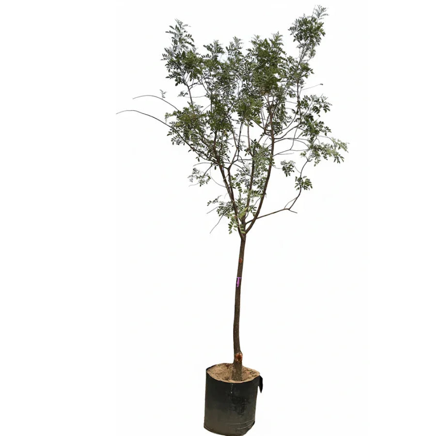 ARBOL PIRUL CHINO (BRASILEÑO) GRANDE - Vivero Yañez 