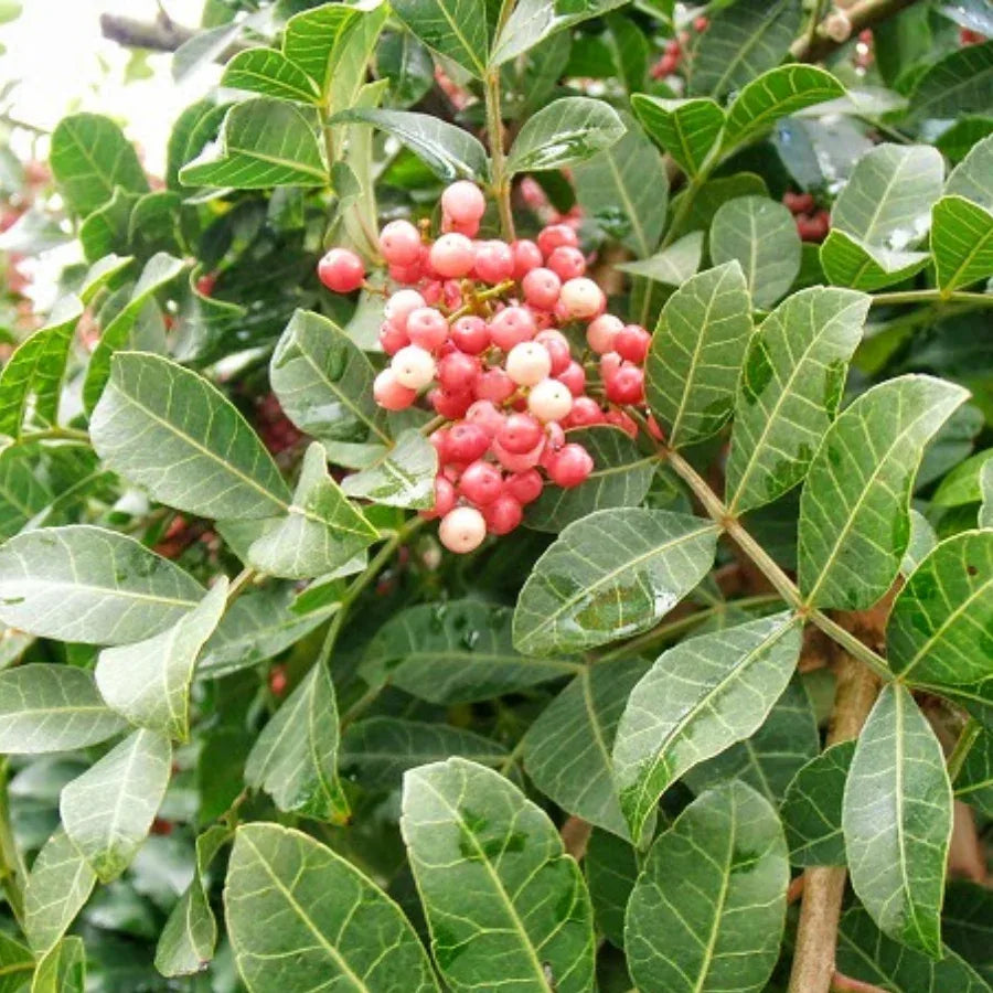 ARBOL PIRUL CHINO (BRASILEÑO) GRANDE - Vivero Yañez 