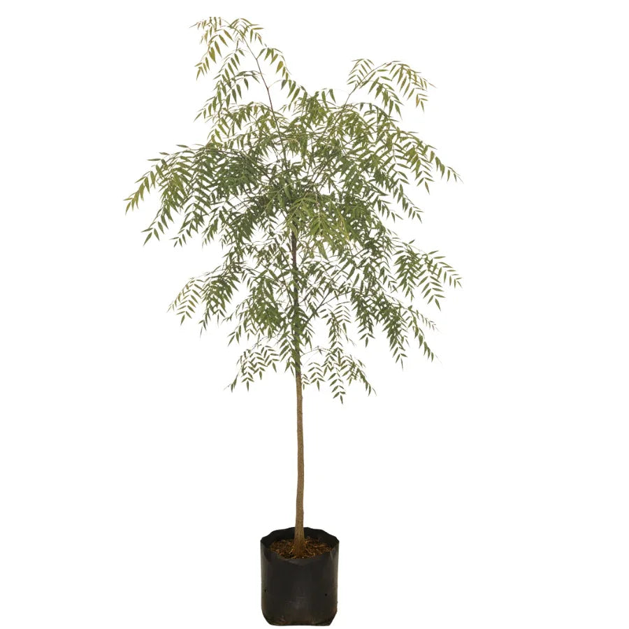 ARBOL PIRUL MEXICANO CHICO - Vivero Yañez 