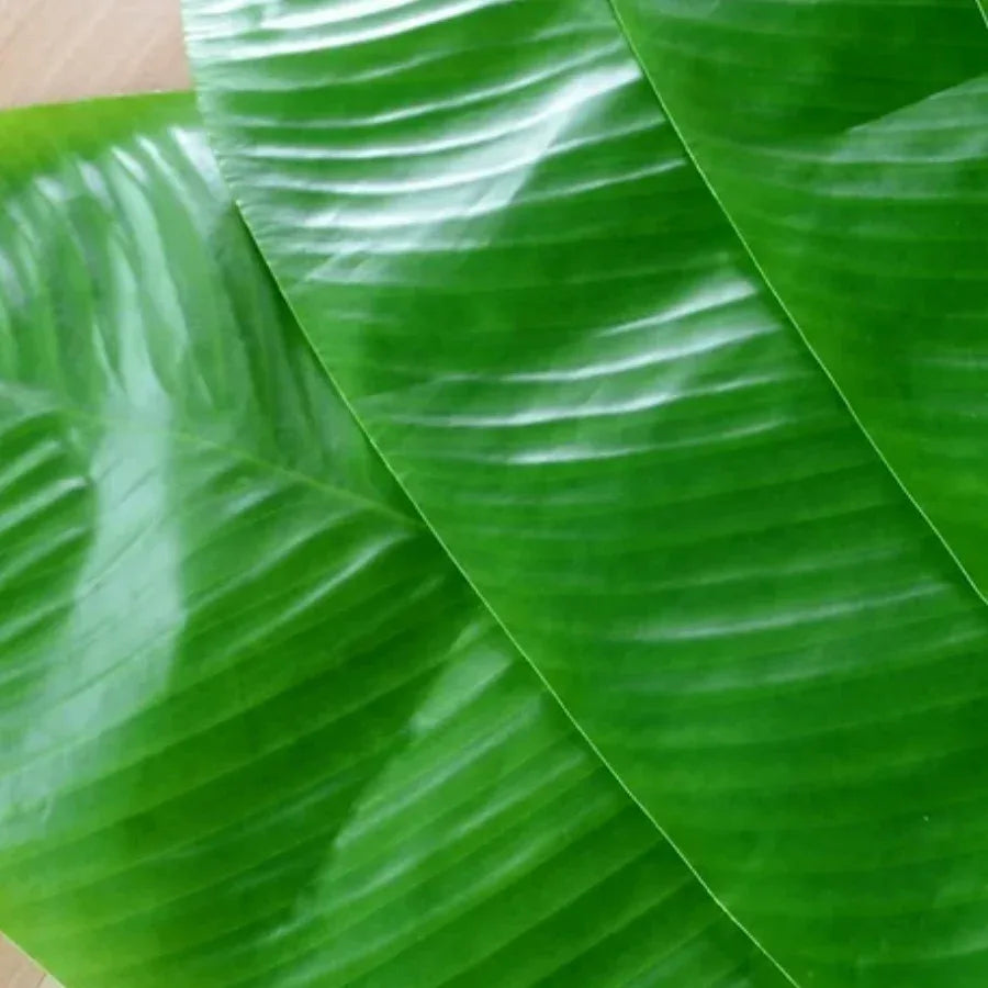 ARBOL PLATANO CHICO - Vivero Yañez 