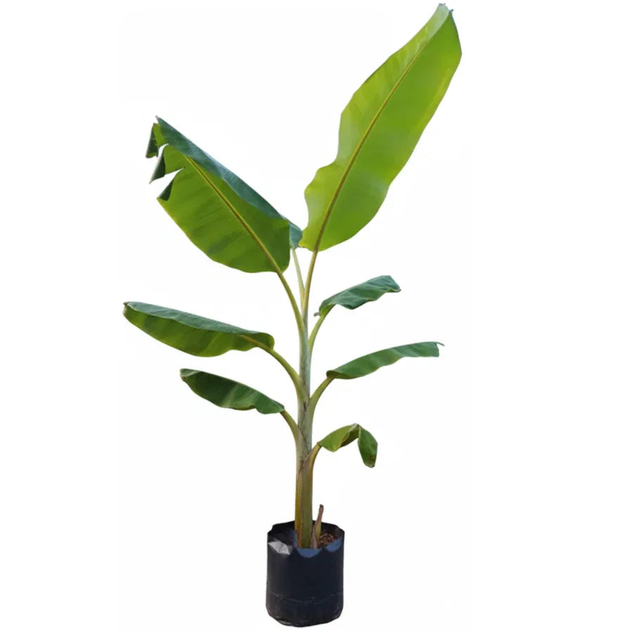 ARBOL PLATANO CHICO - Vivero Yañez 