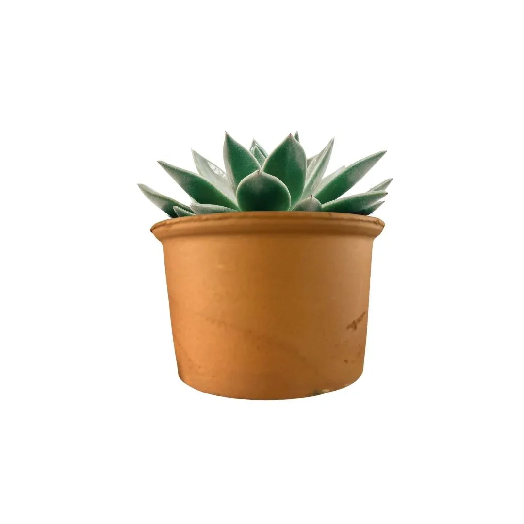 MACETA BARRO NATURAL PO - Vivero Yañez 