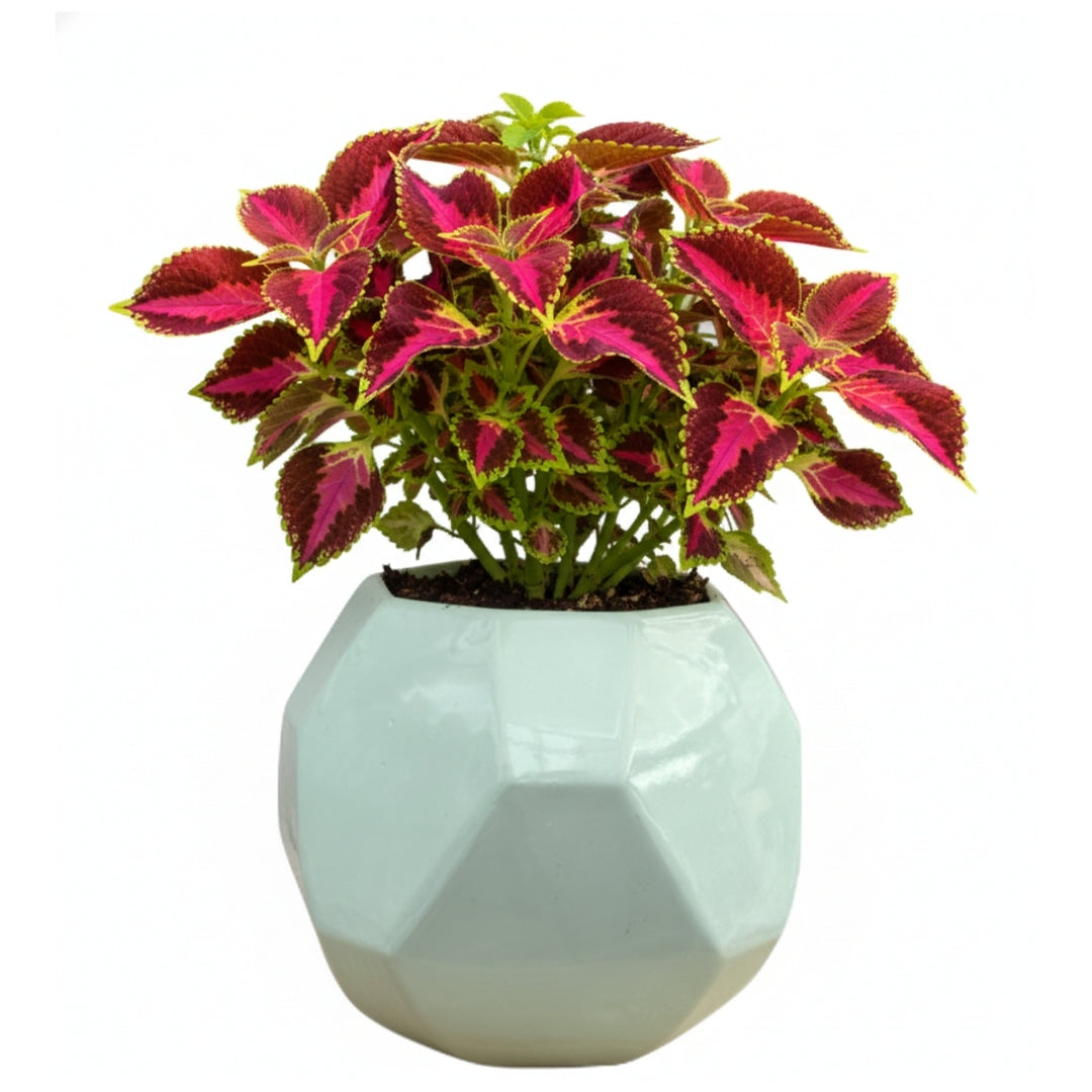 MACETA DE CERAMICA PRISTINO GRANDE