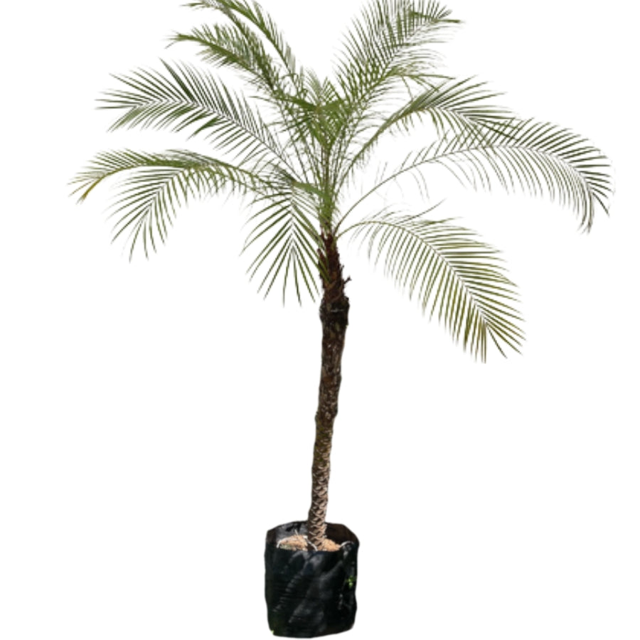 PALMA RUBELINA JUMBO