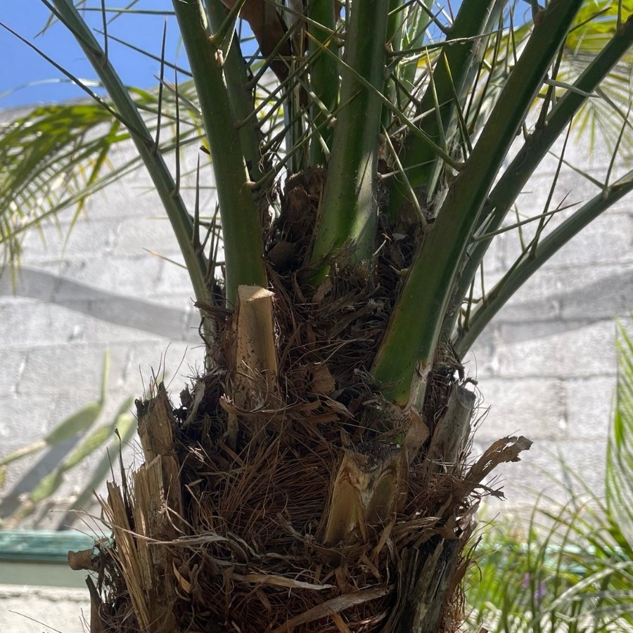 PALMA RUBELINA JUMBO