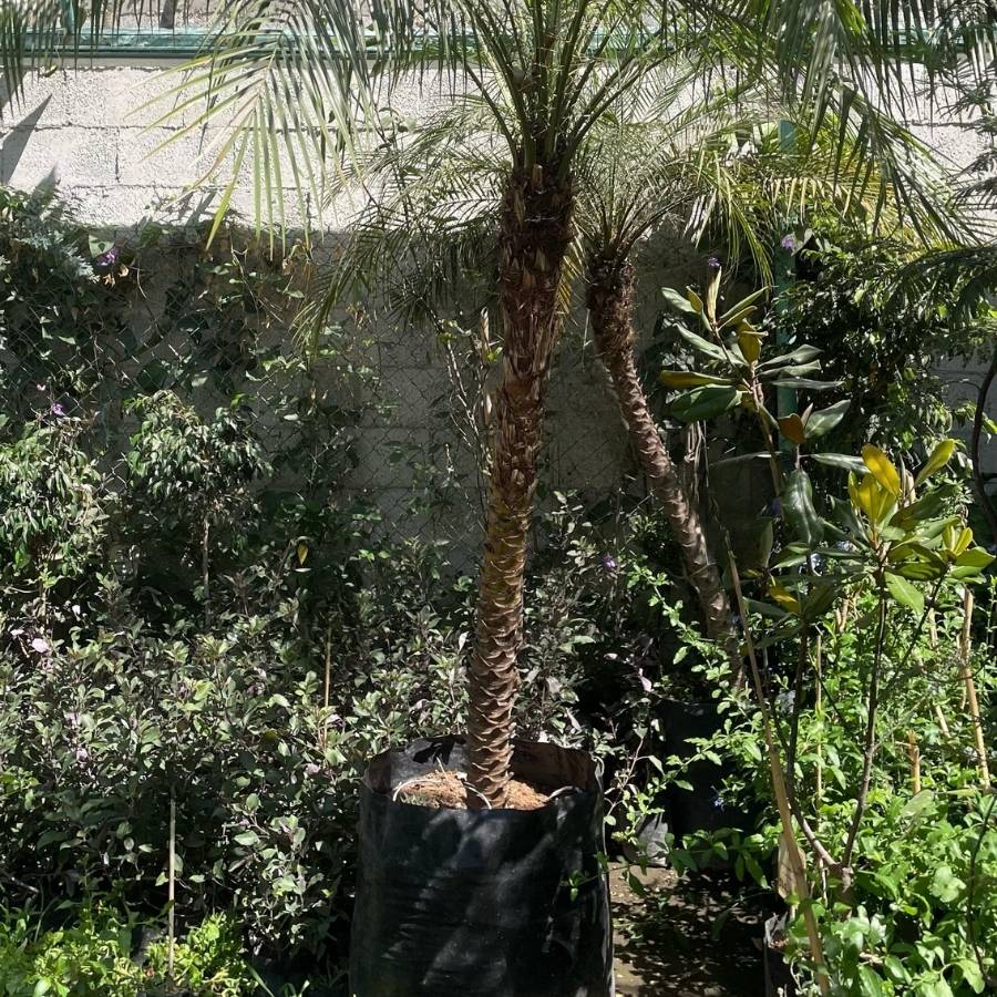 PALMA RUBELINA JUMBO