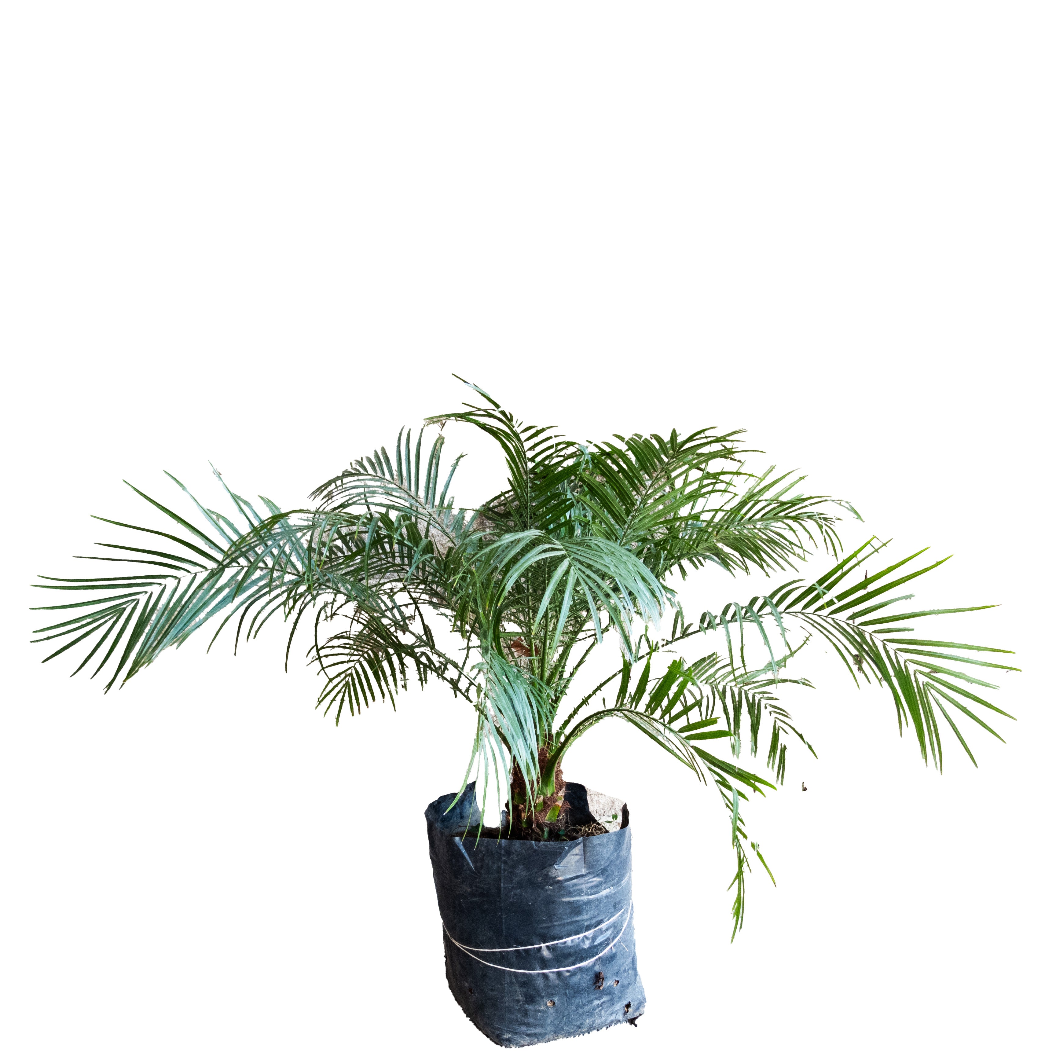 PALMA RUBELINA MEDIANA