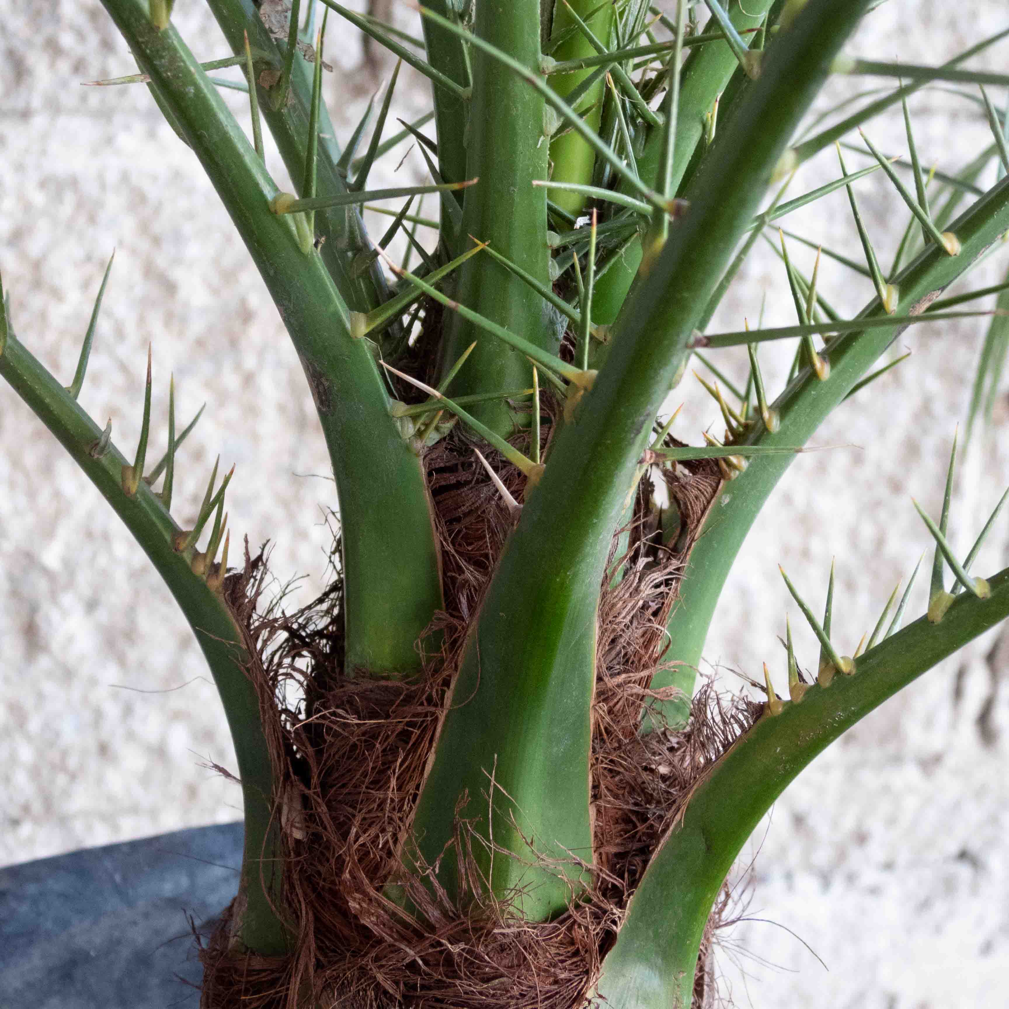PALMA RUBELINA MEDIANA