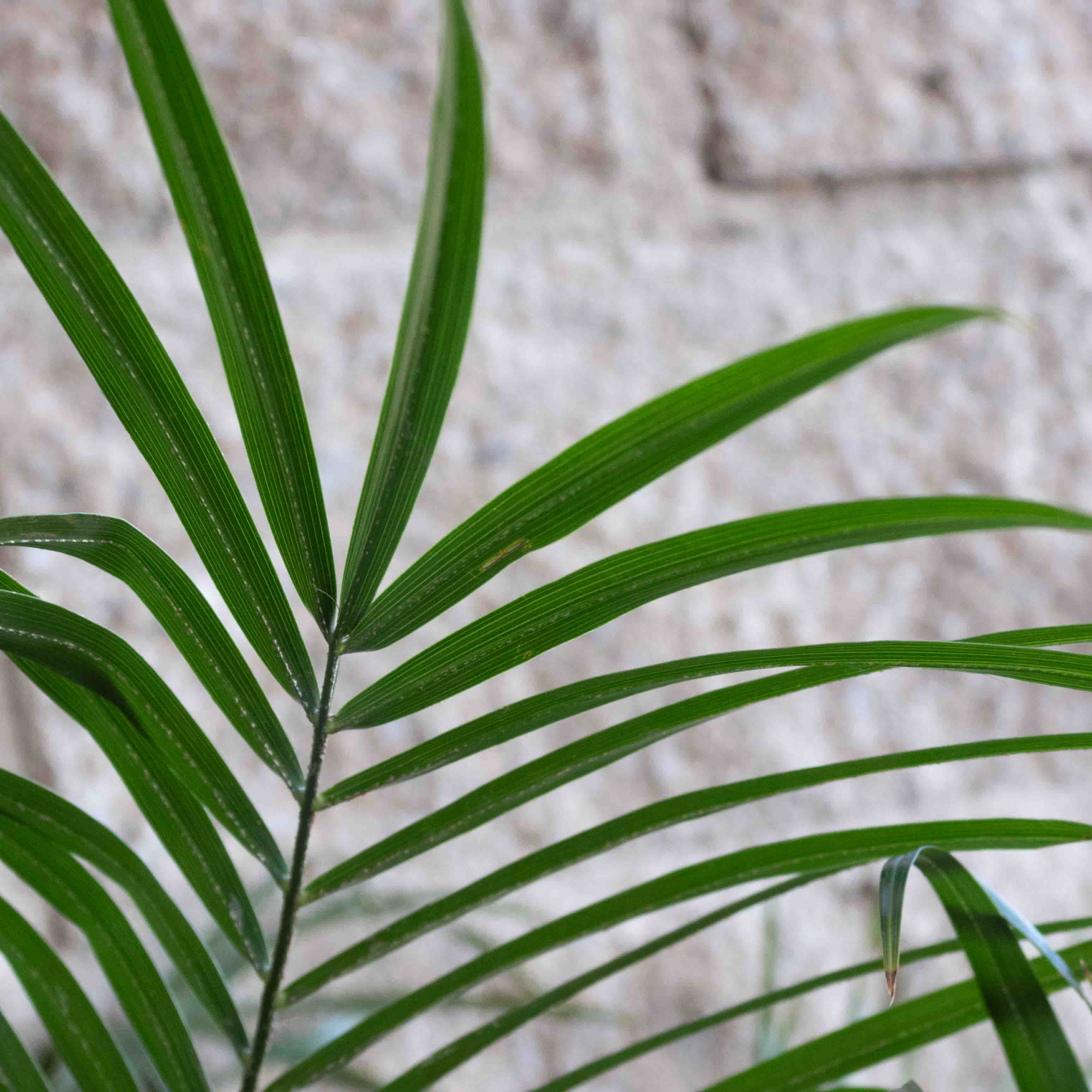 PALMA RUBELINA MEDIANA