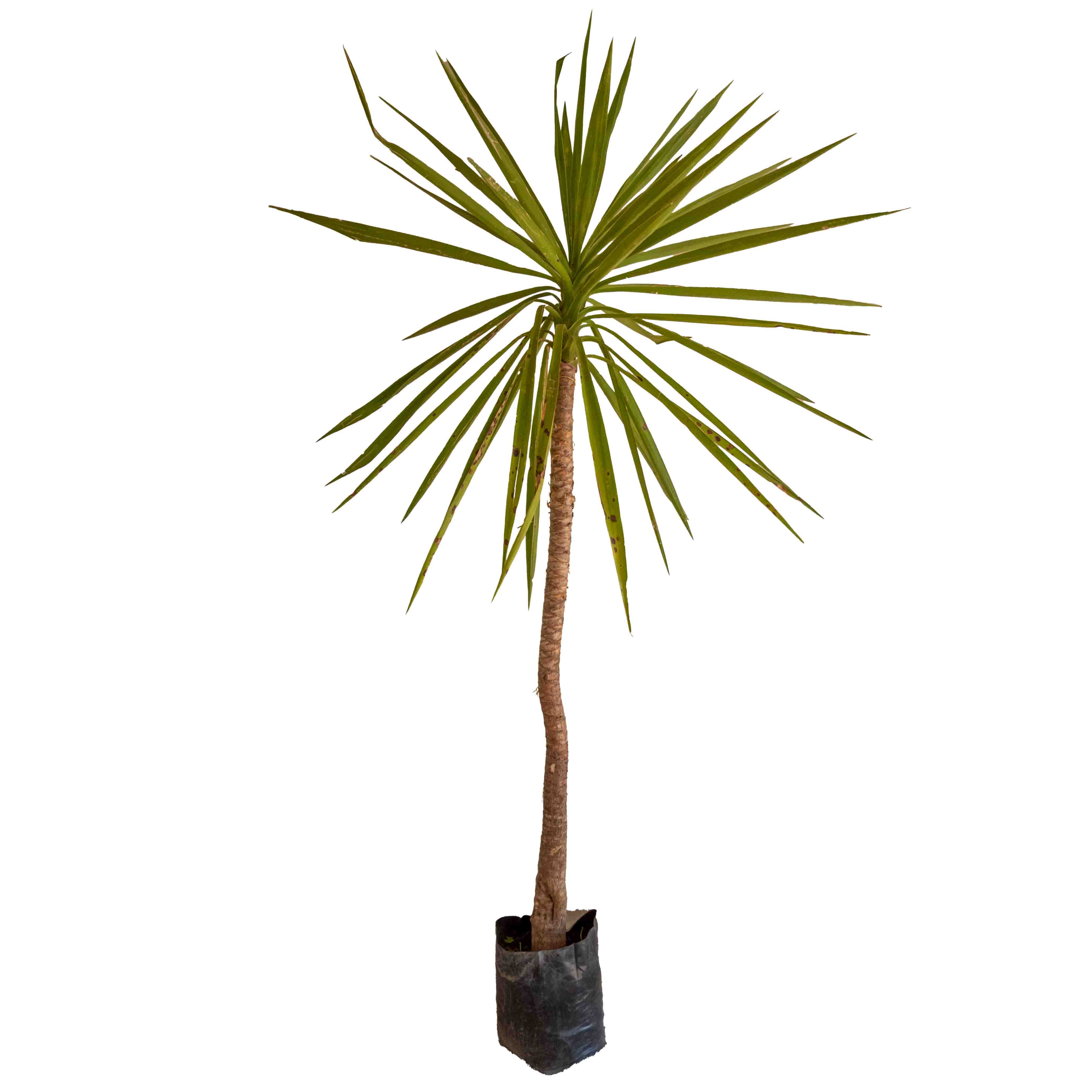 PALMA YUCA GRANDE