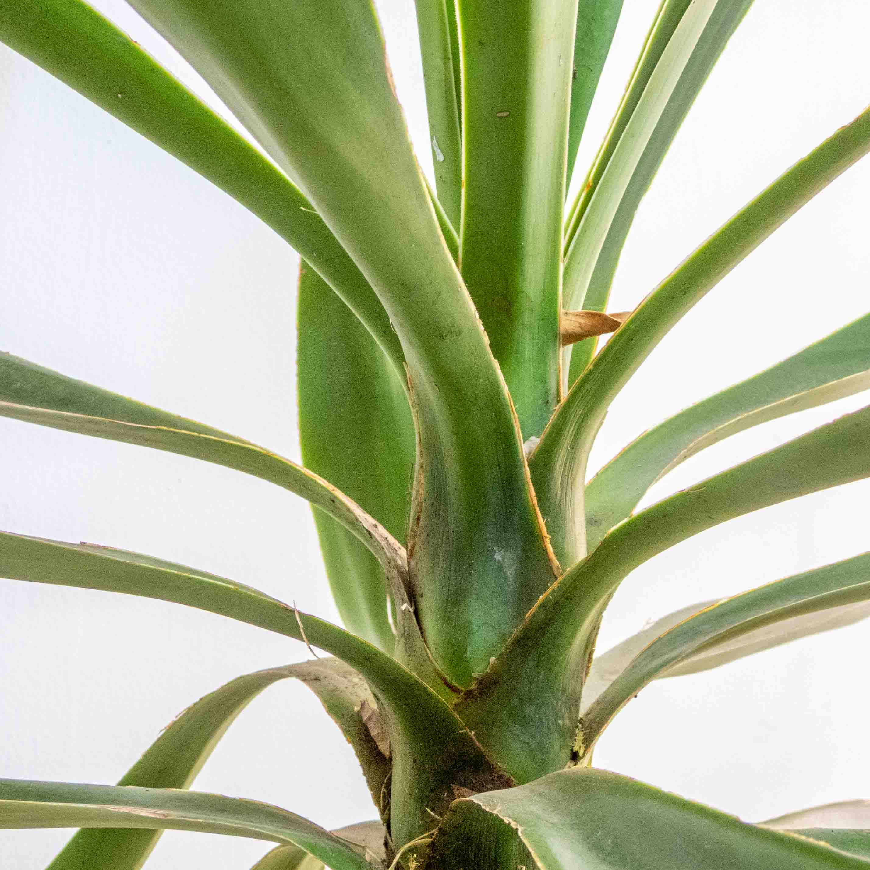 PALMA YUCA MEDIANA