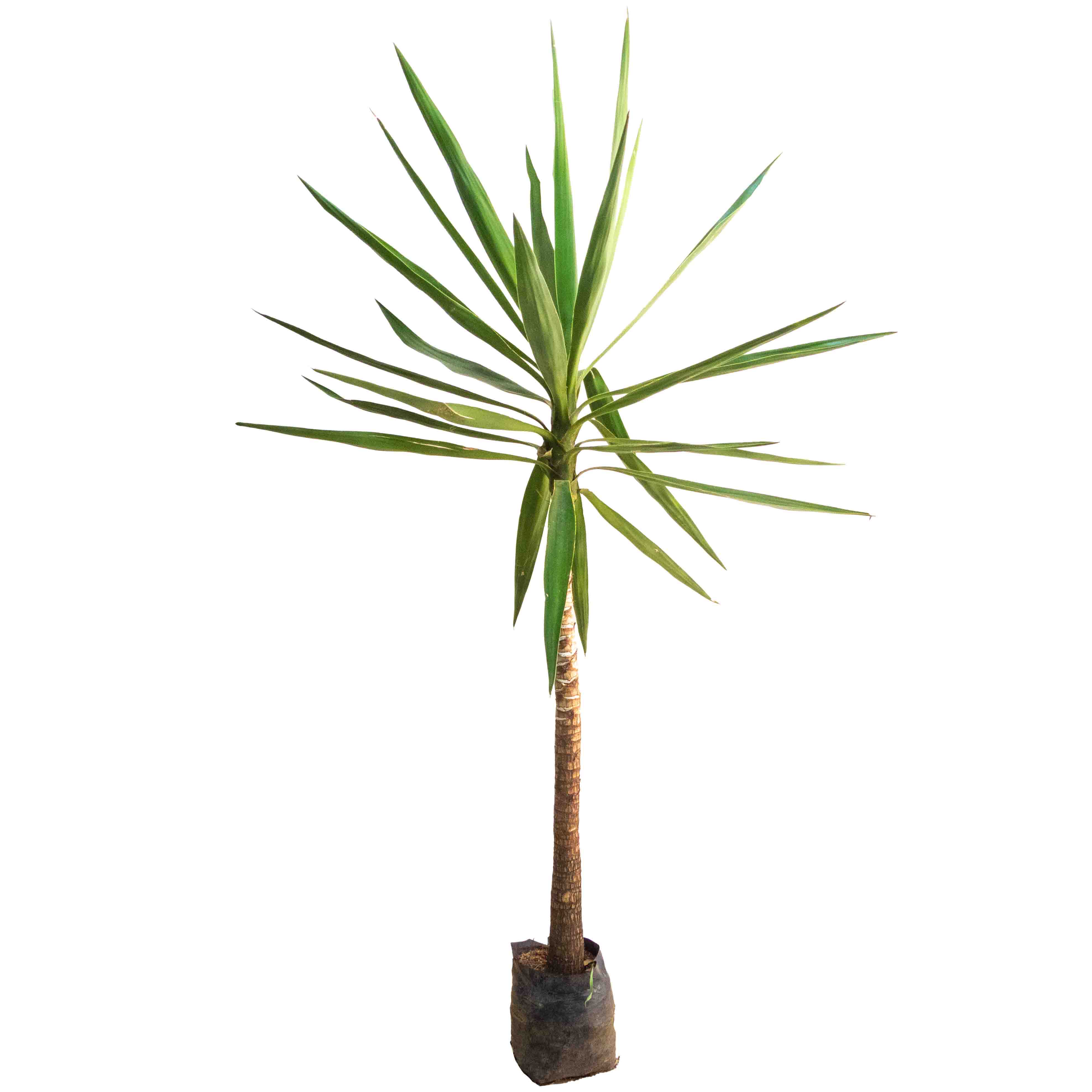 PALMA YUCA MEDIANA
