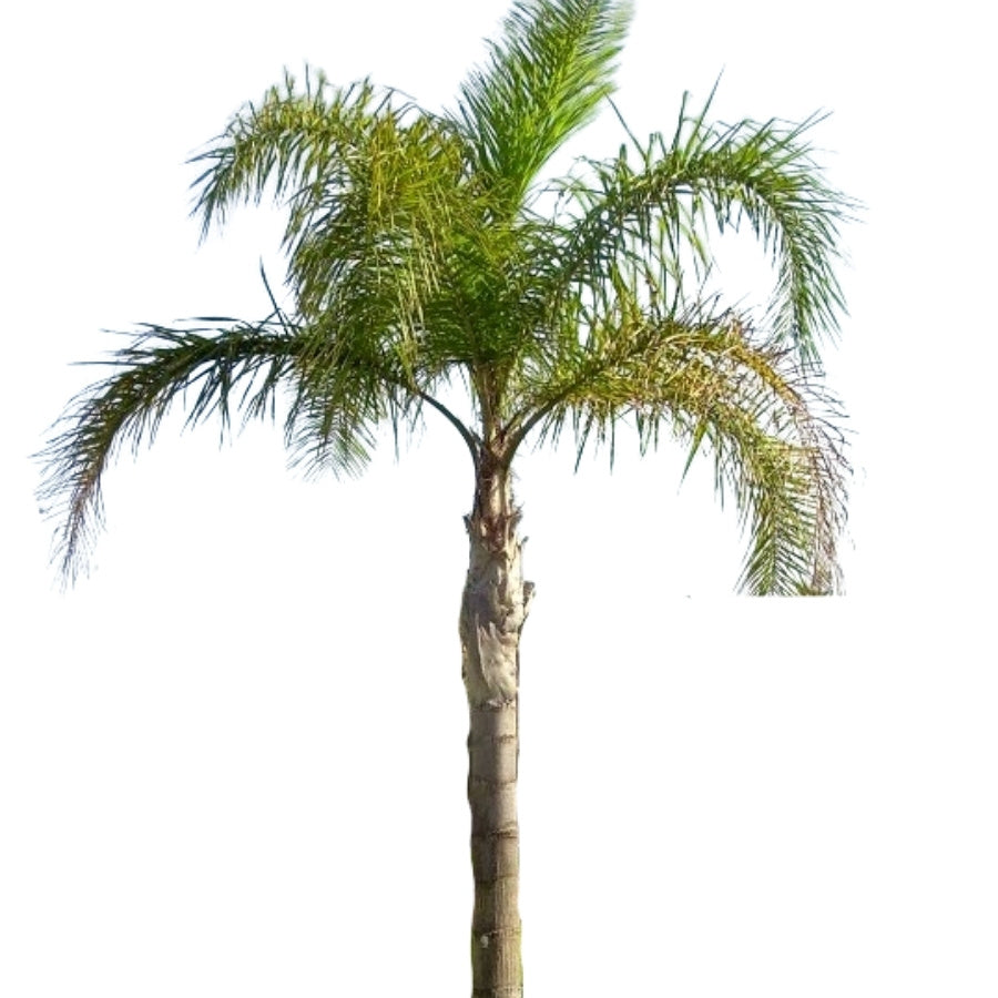 PALMA COCO PLUMOSO