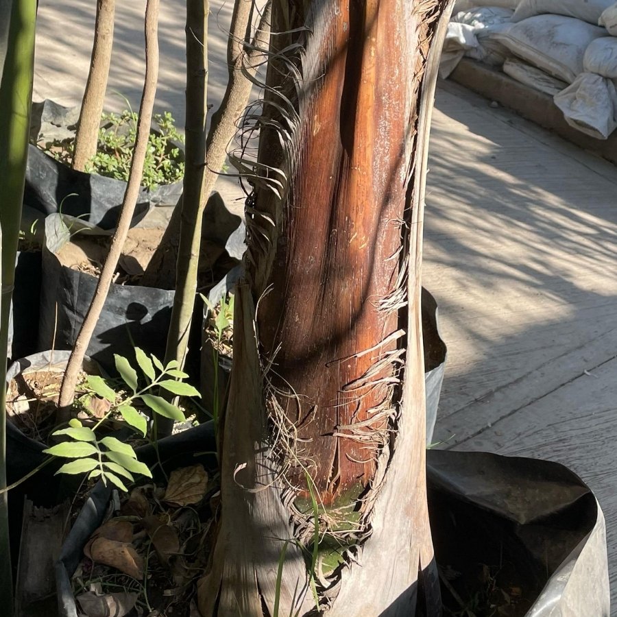 PALMA COCO PLUMOSO