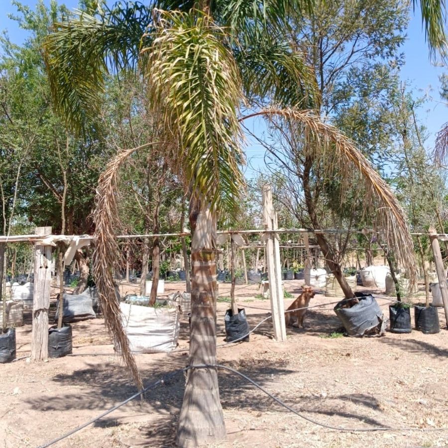 PALMA COCO PLUMOSO