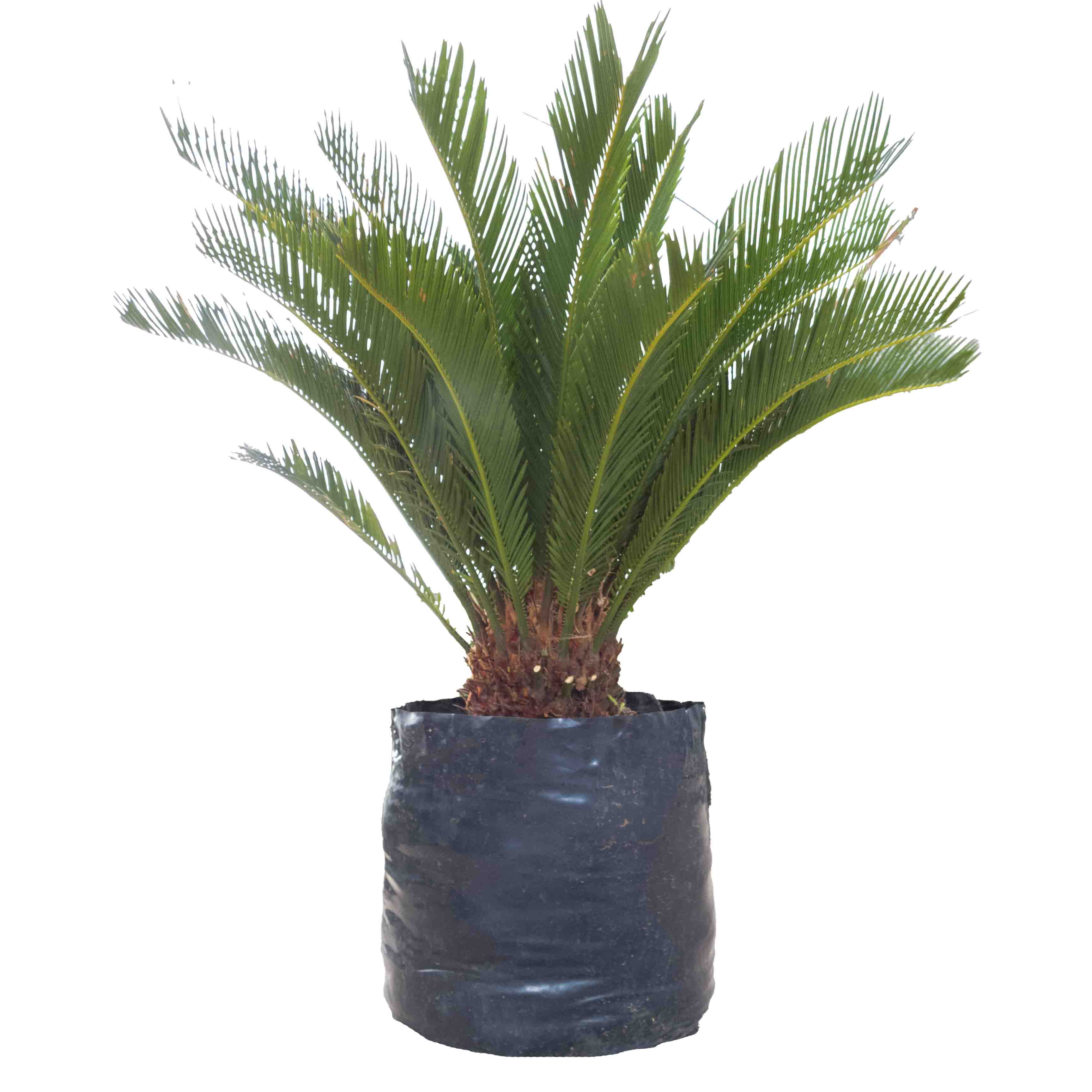 PALMA CYCA JUMBO