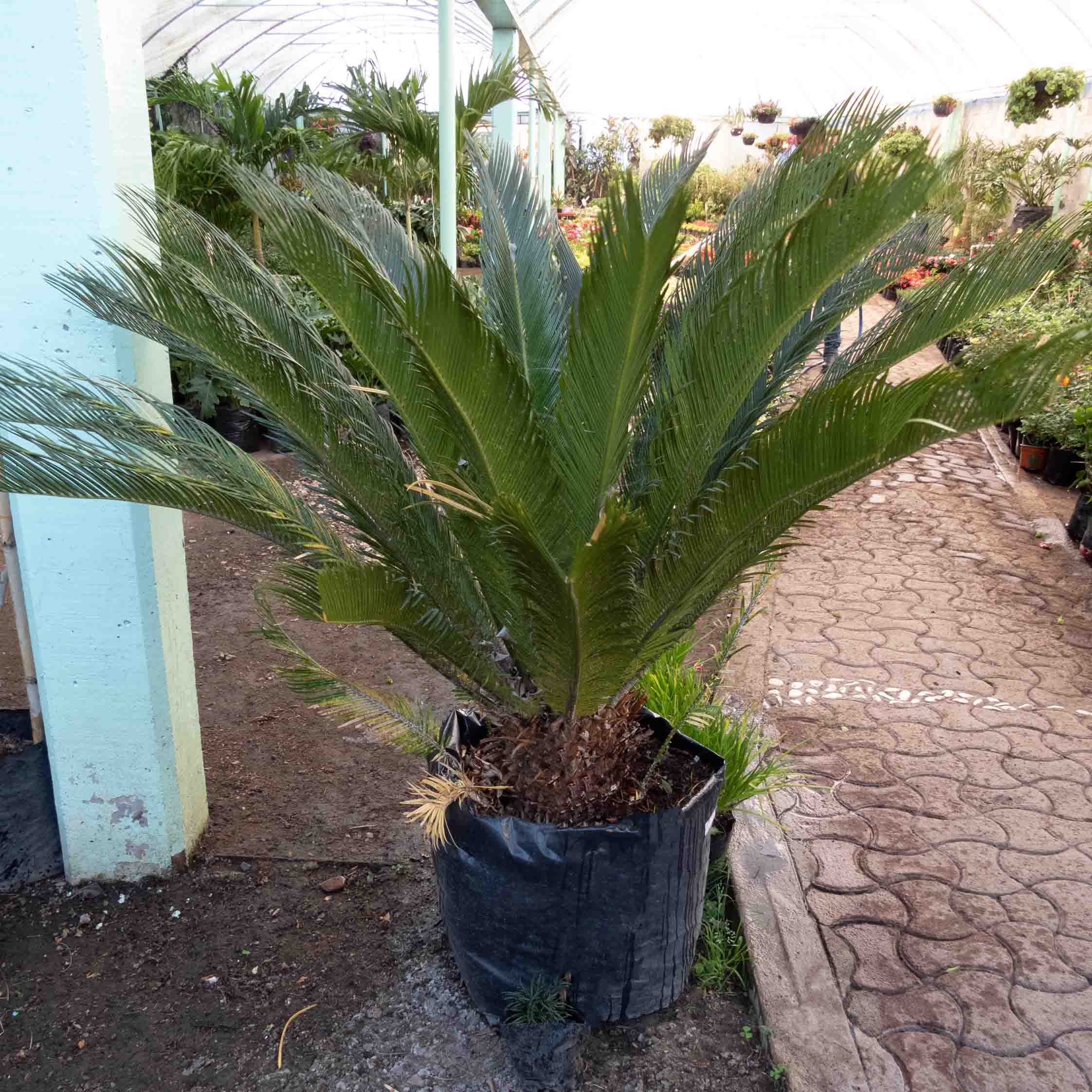 PALMA CYCA JUMBO