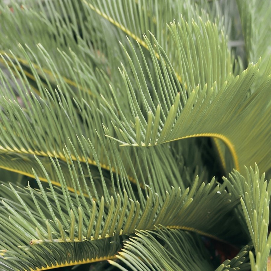 PALMA CYCA GRANDE